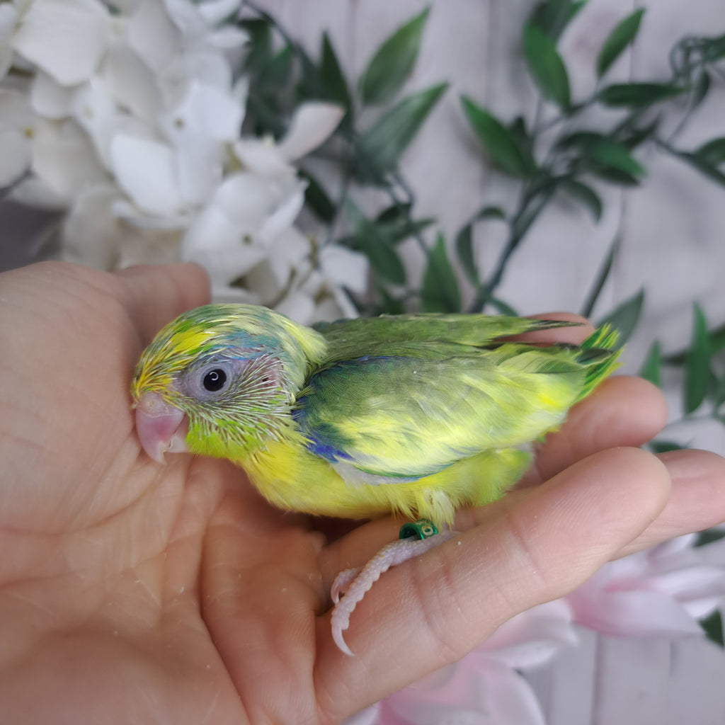 Parrotlet- Ring ID: Q0408