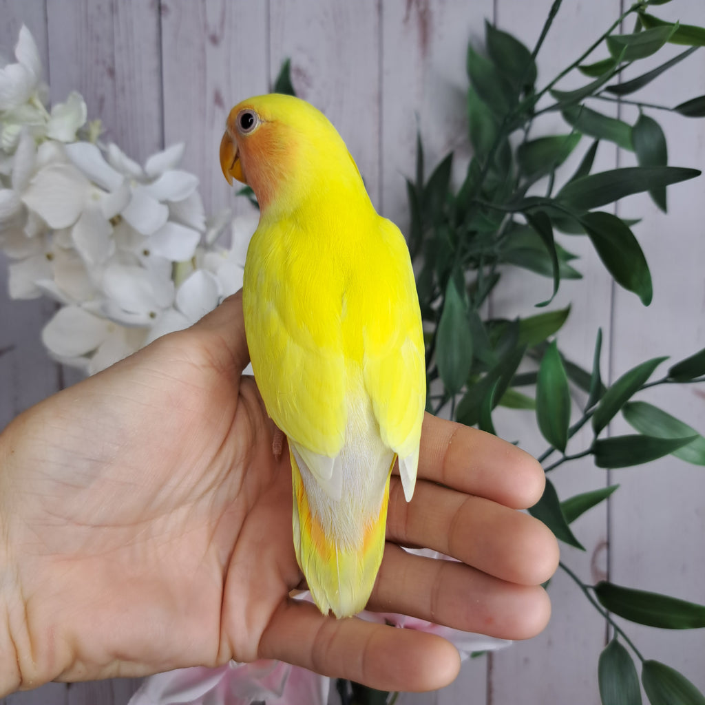 Lovebird- Ring ID: U1125- DEPOSIT TAKEN