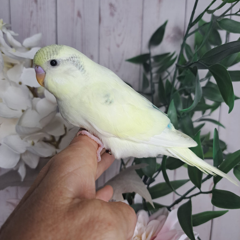 Budgie- Ring ID: N8570- DEPOSIT TAKEN