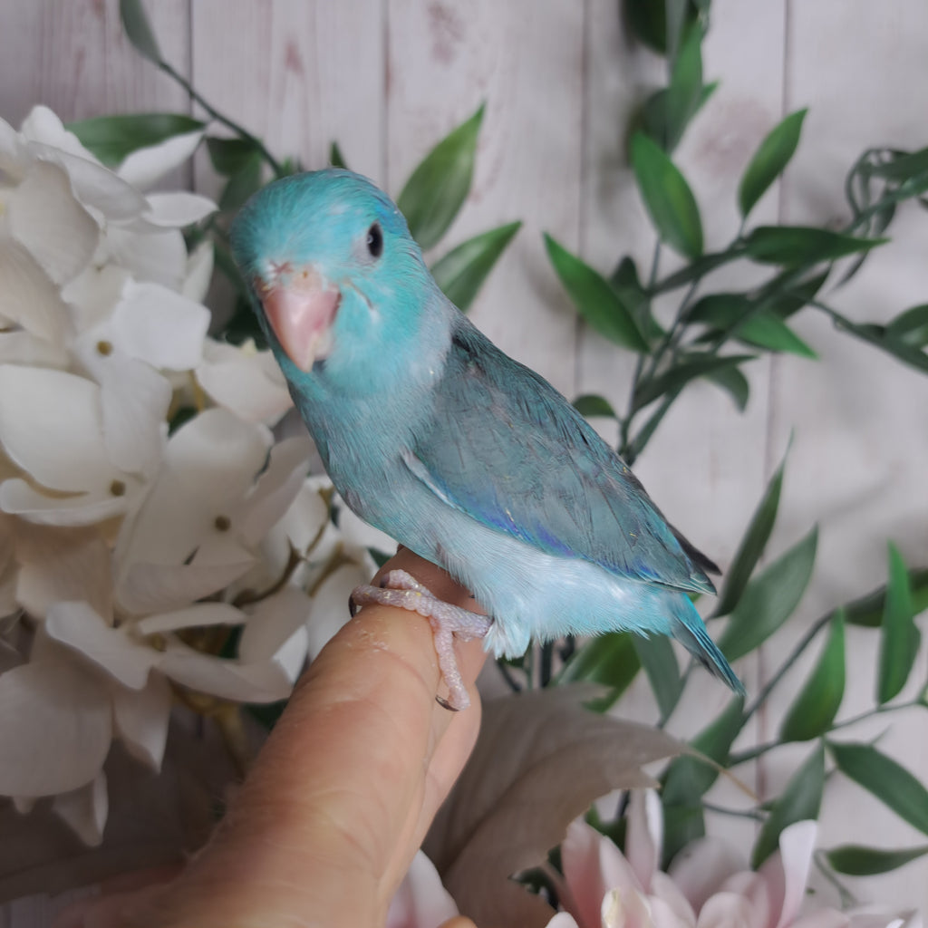 Parrotlet- Ring ID: Z7085 - DEPOSIT TAKEN