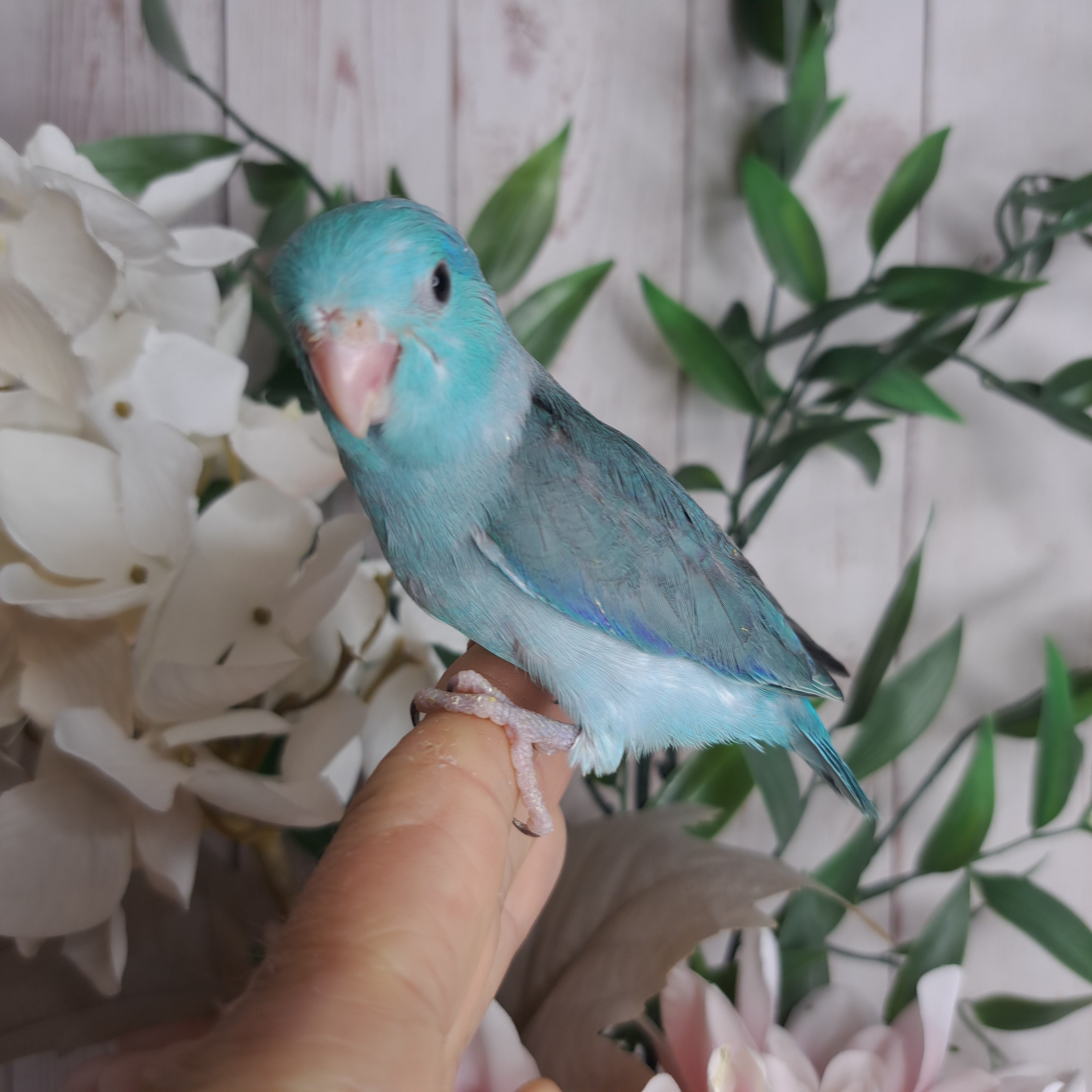 Parrotlet- Ring ID: Z7085 - DEPOSIT TAKEN
