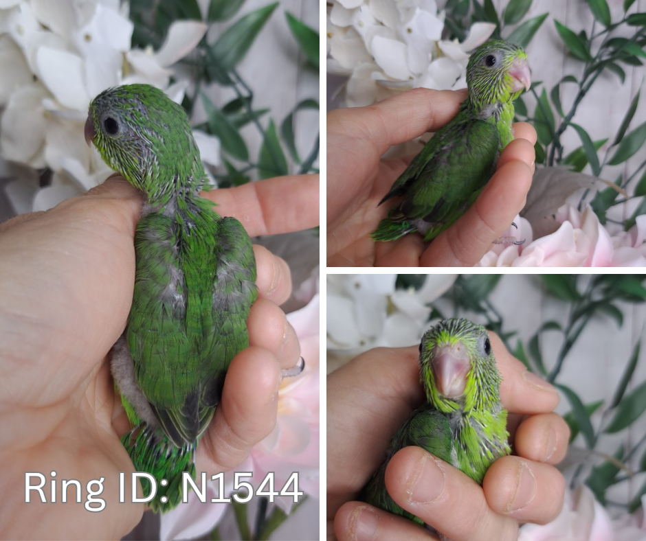 Parrotlet- Ring ID: N1544