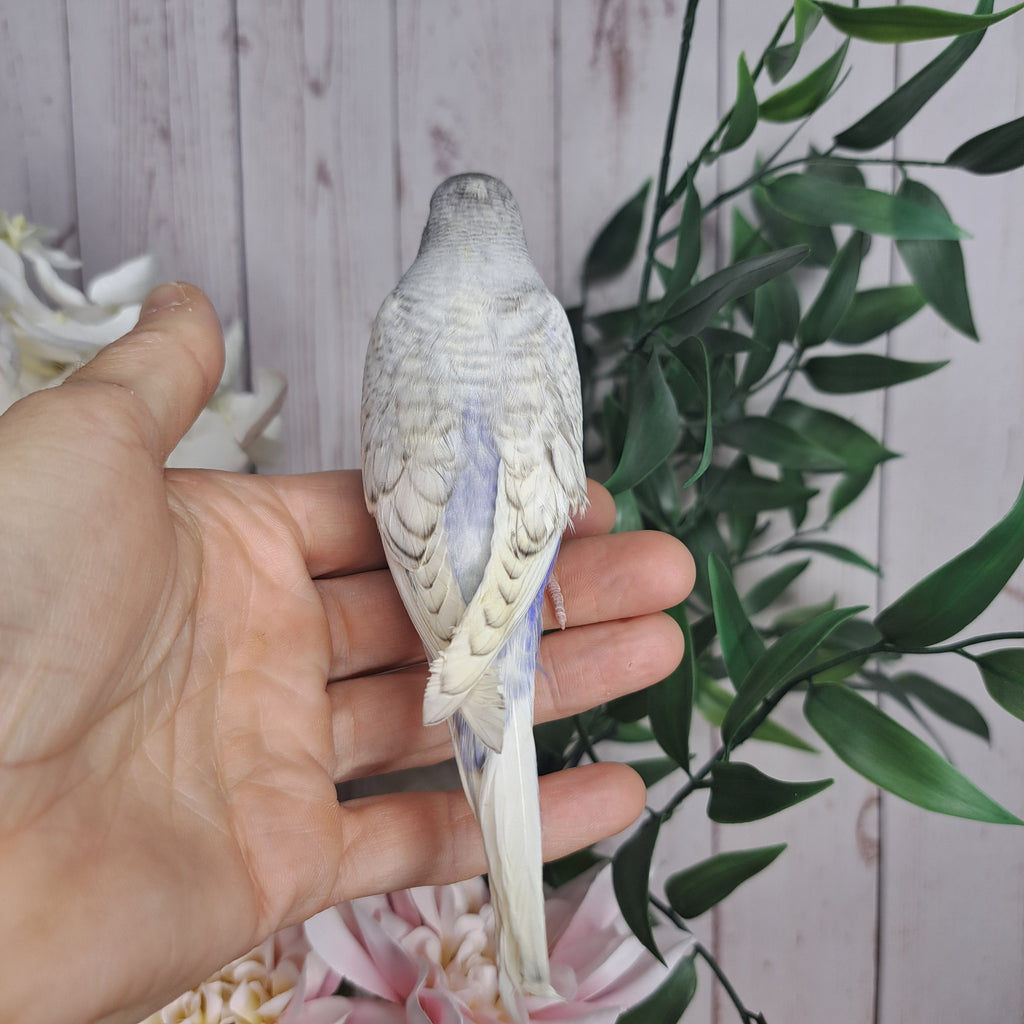 Budgie- Ring ID: Q7010- DEPOSIT TAKEN