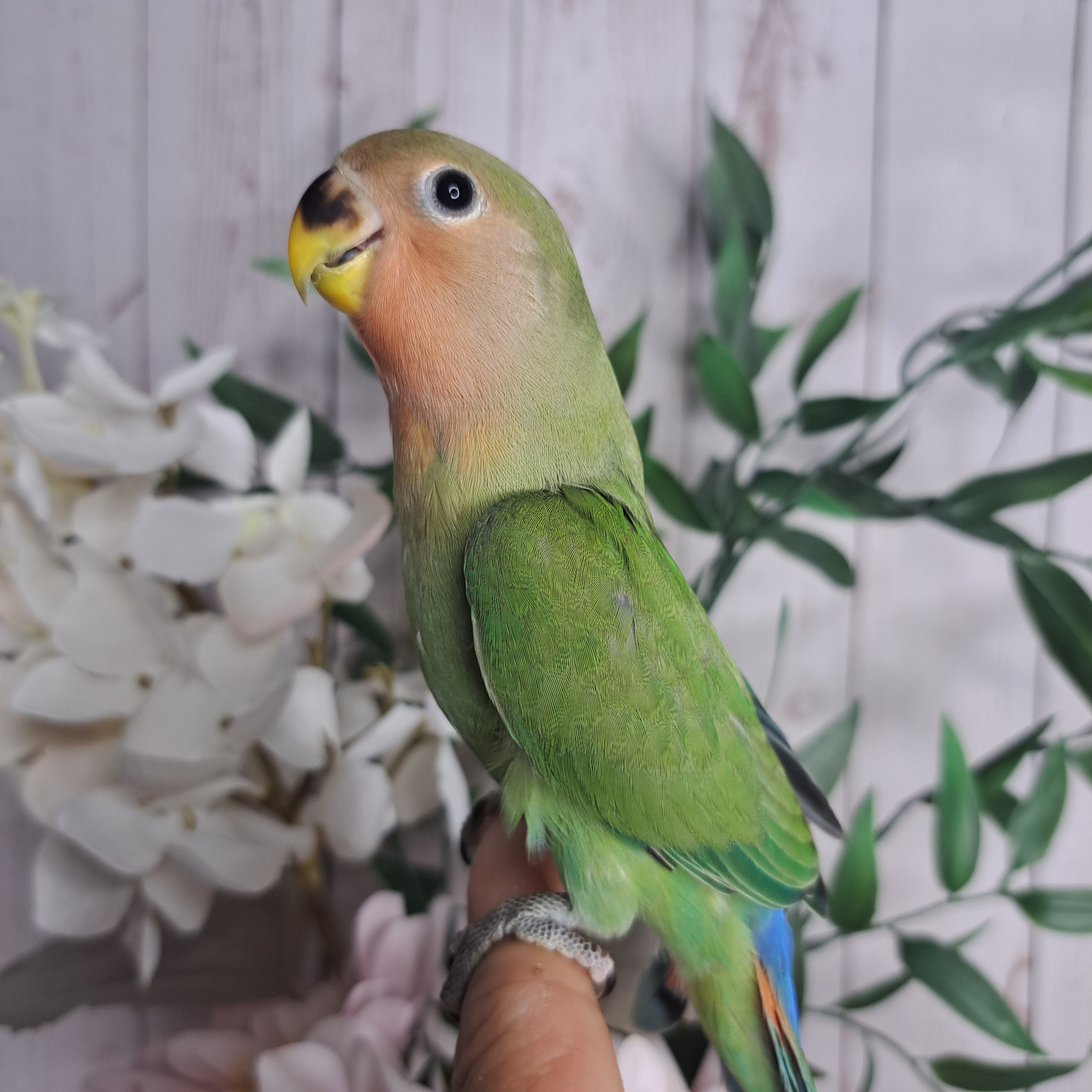 Lovebird- Ring ID: W3929