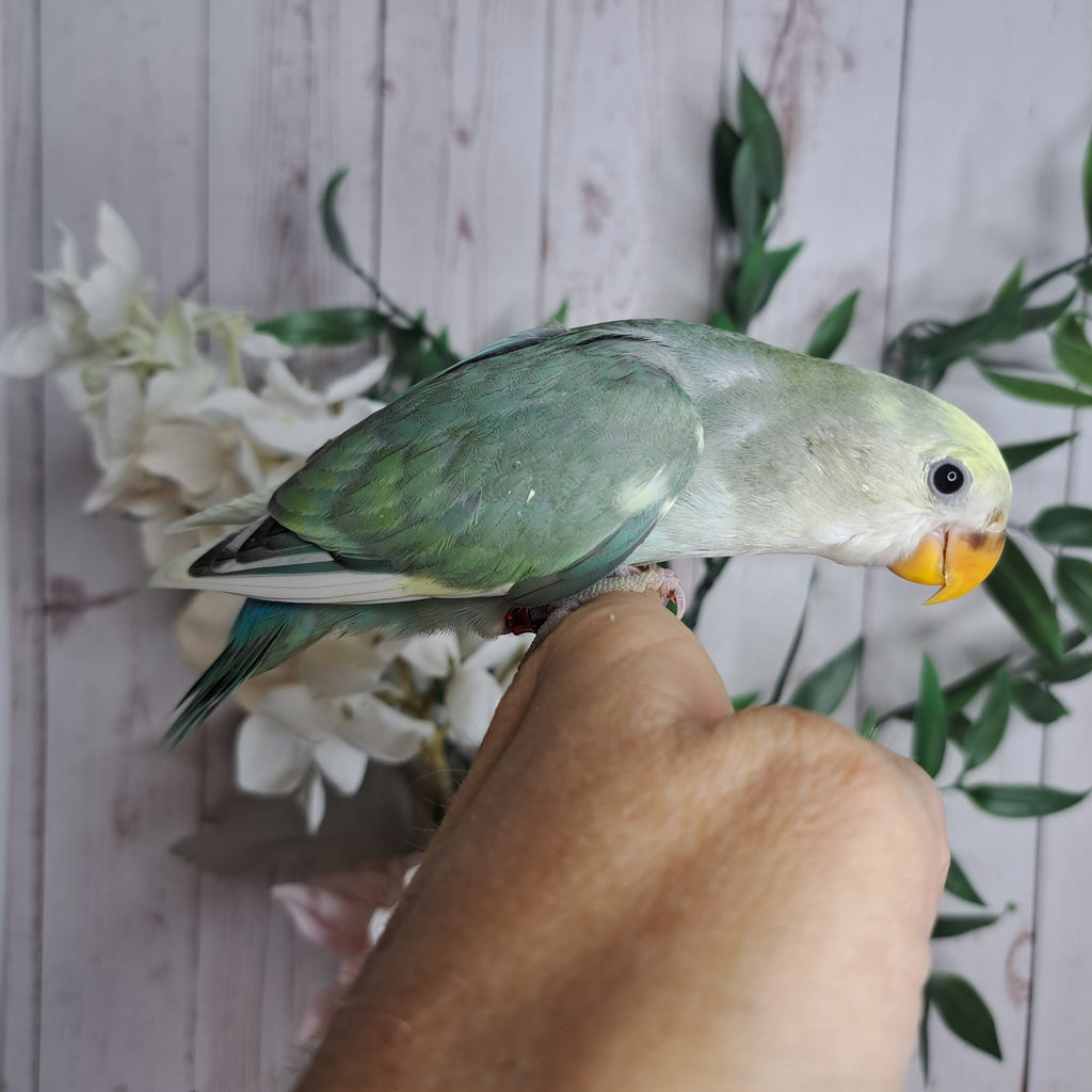 Lovebird- Ring ID: D065