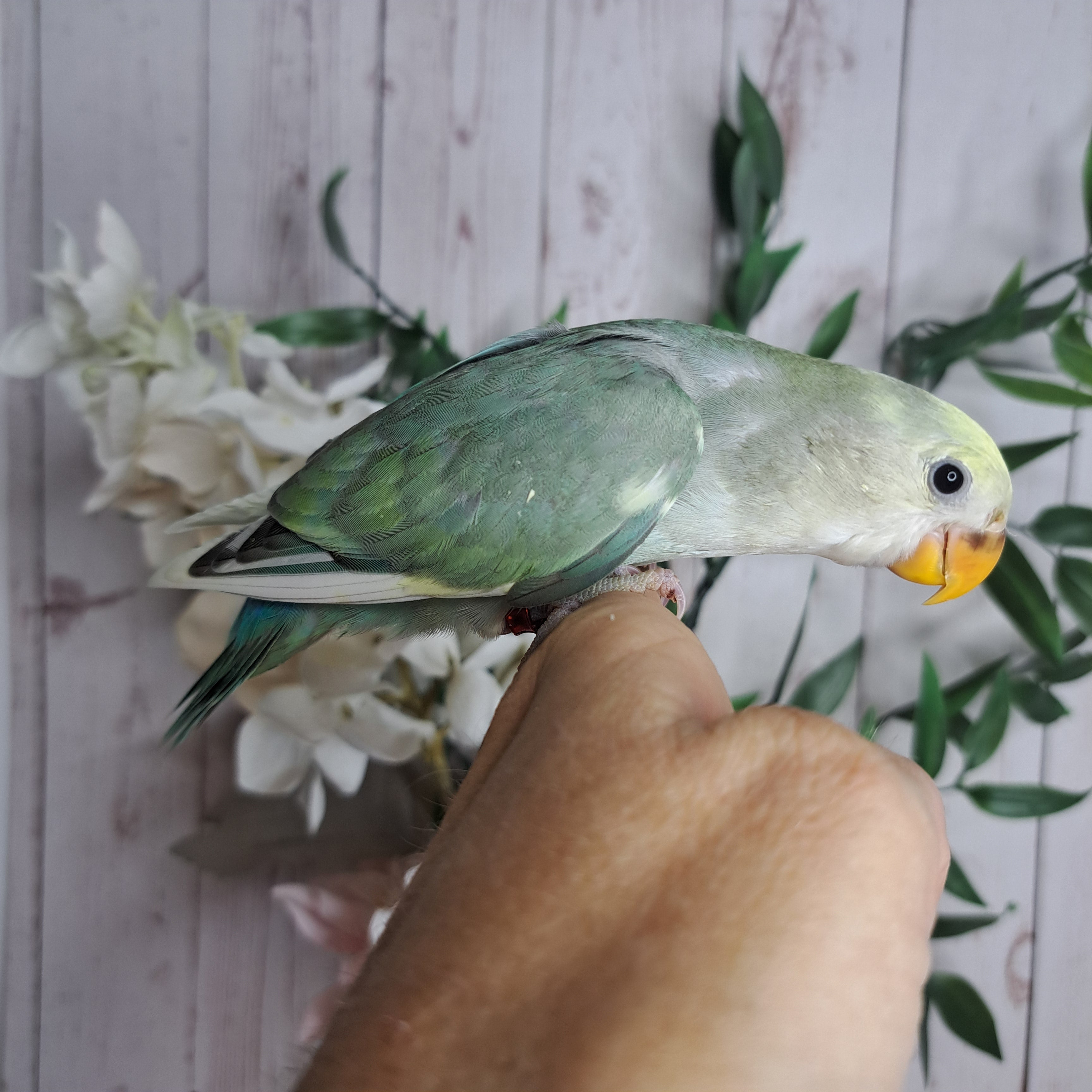Lovebird- Ring ID: D065