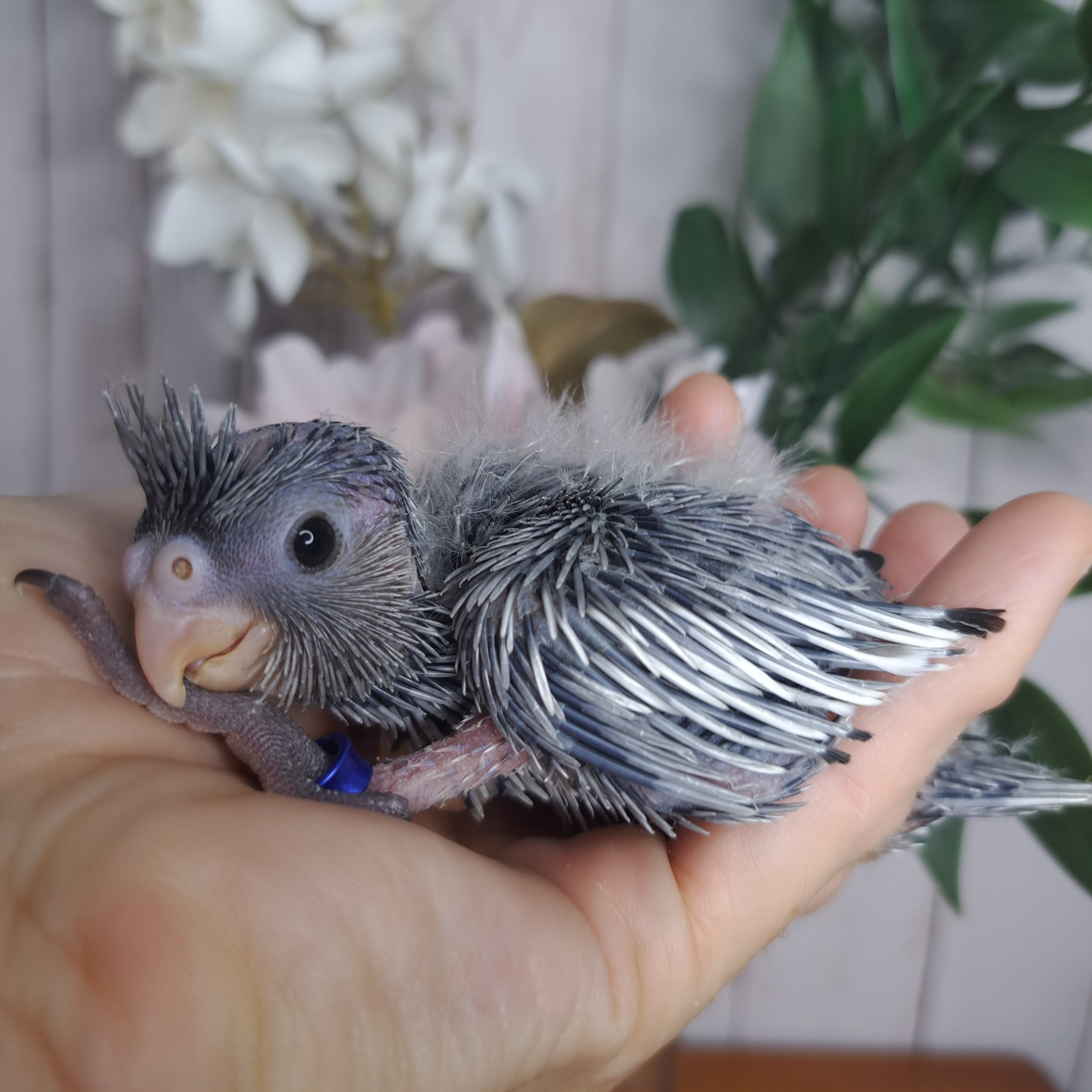 Cockatiel- Ring ID: A1140