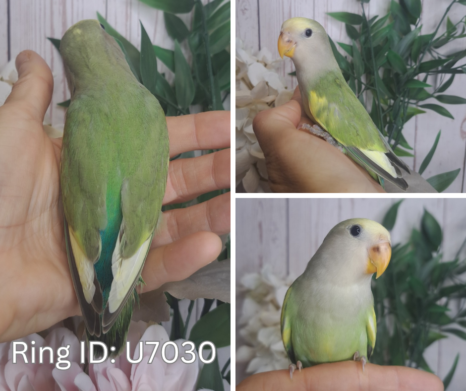 Lovebird- Ring ID: U7030