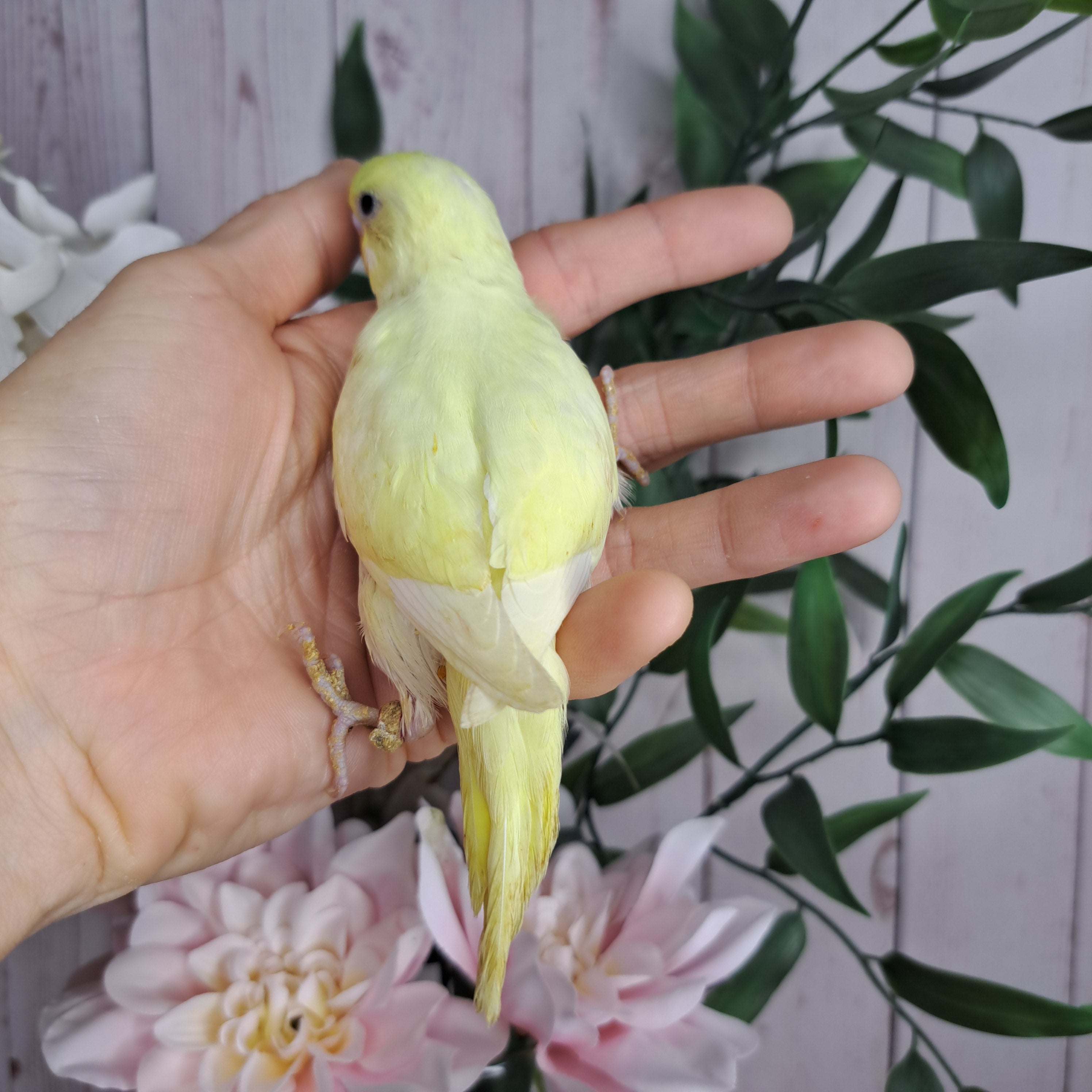 Budgie- Ring ID: T3767 - Deposit Taken