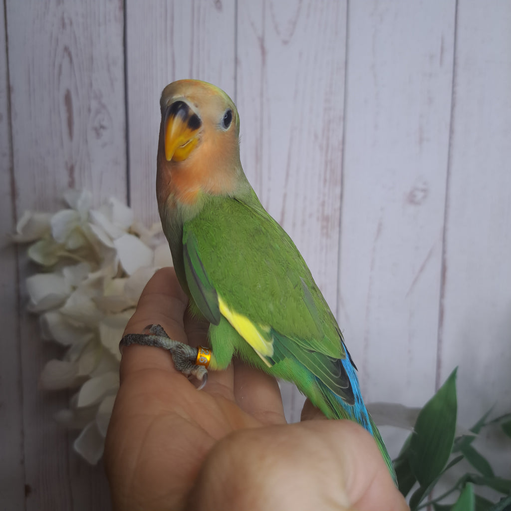 Lovebird- Ring ID: N8267