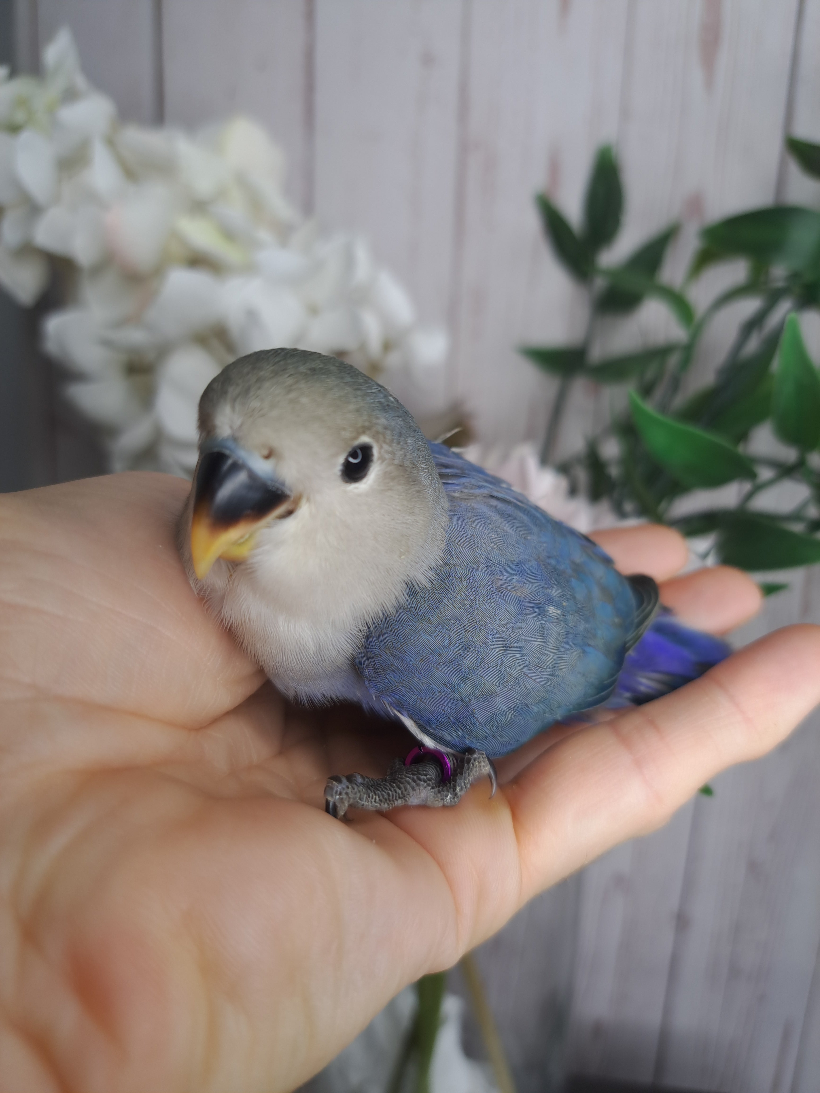 Lovebird- Ring ID: S7573