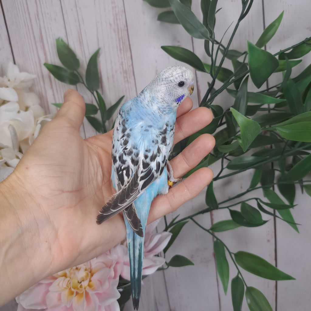 Budgie- Ring ID: S1760