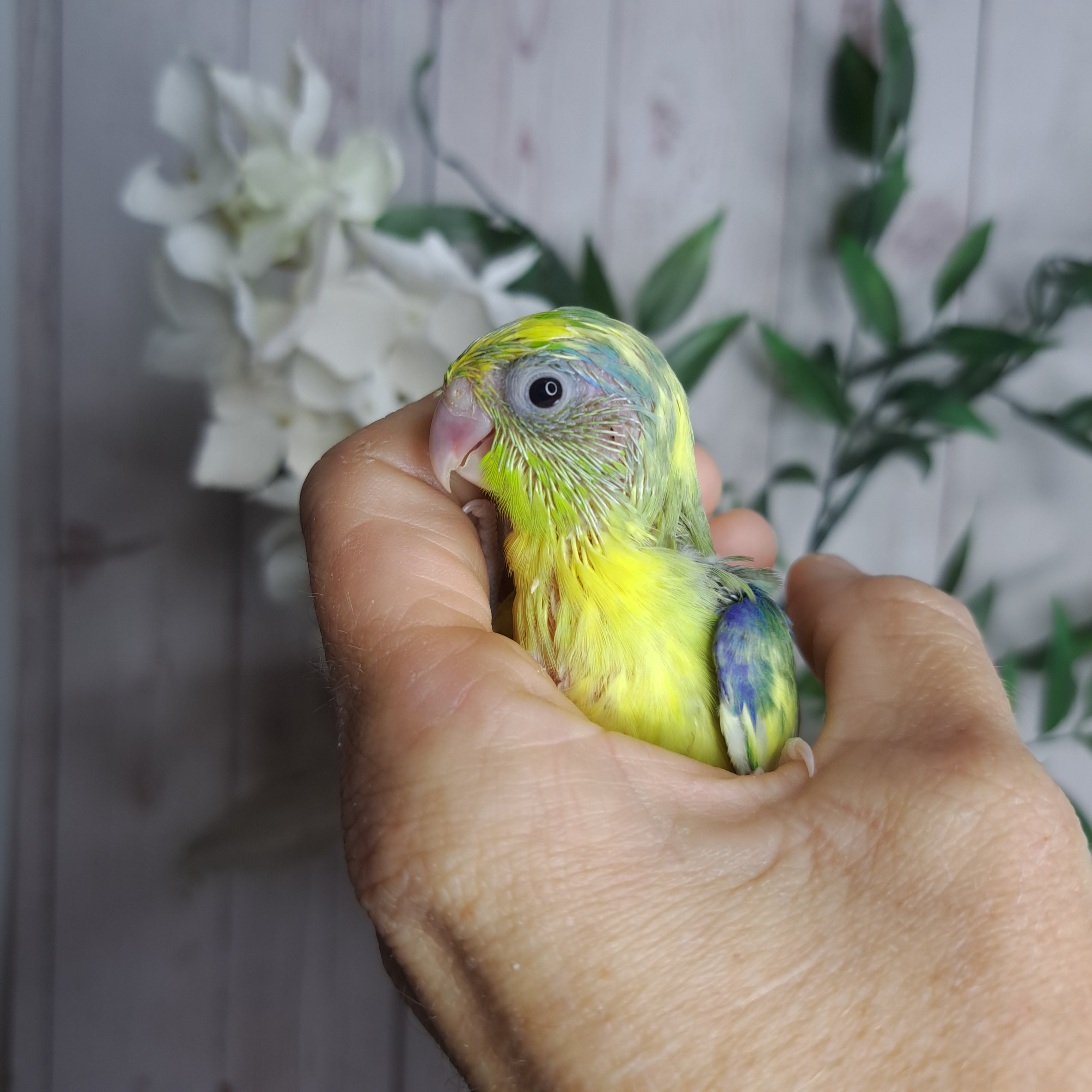 Parrotlet- Ring ID: Q0408