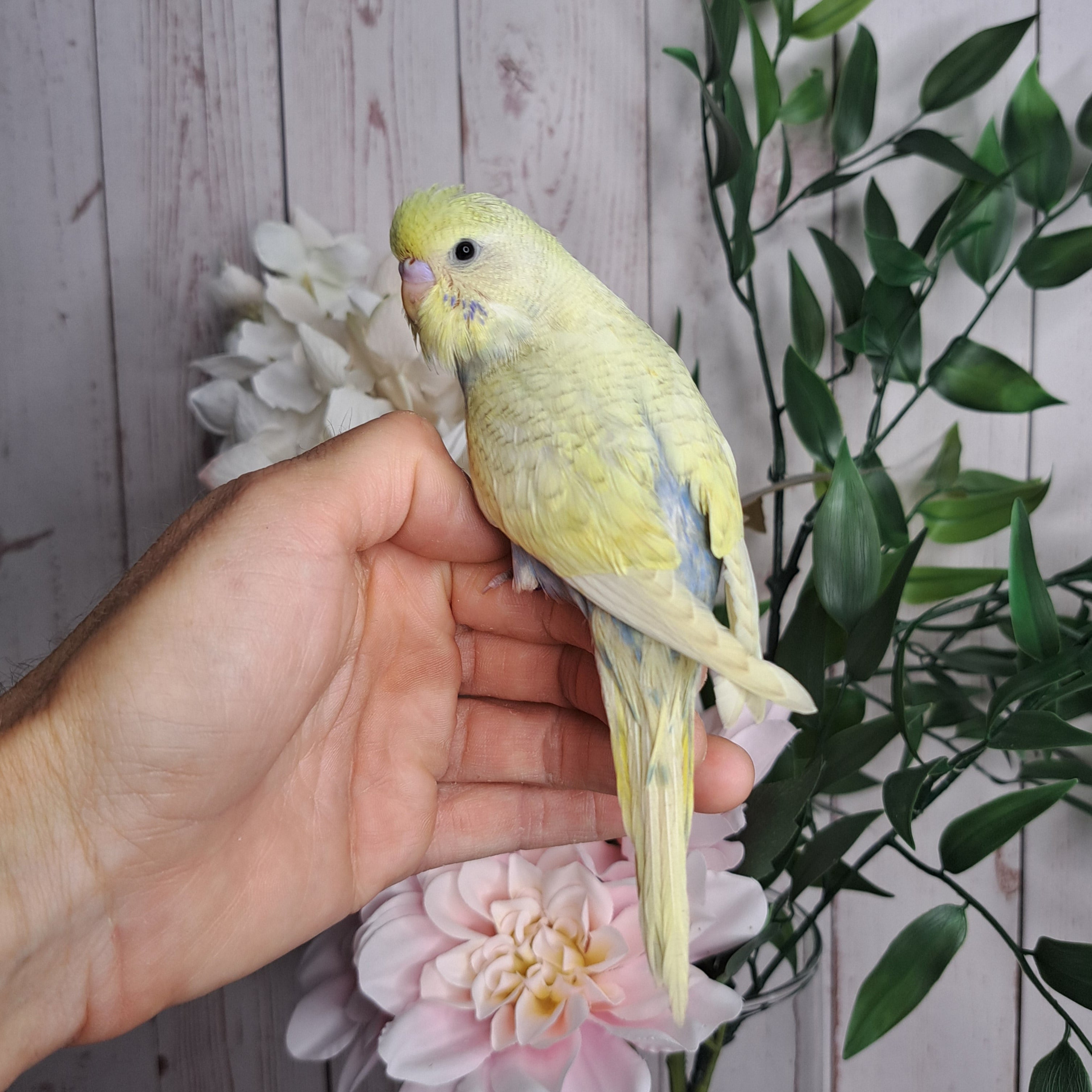 Budgie- Ring ID: D0530
