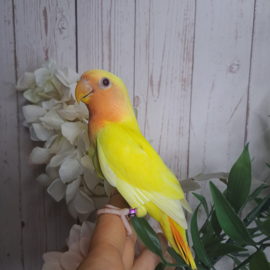 Lovebird- Ring ID: S3481