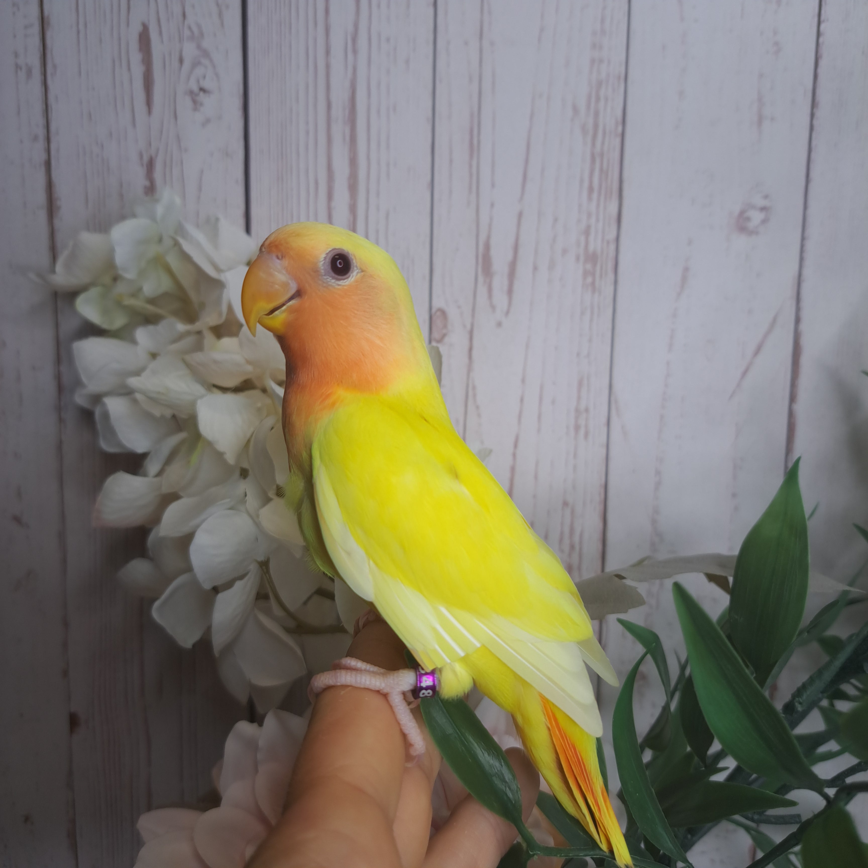 Lovebird- Ring ID: S3481