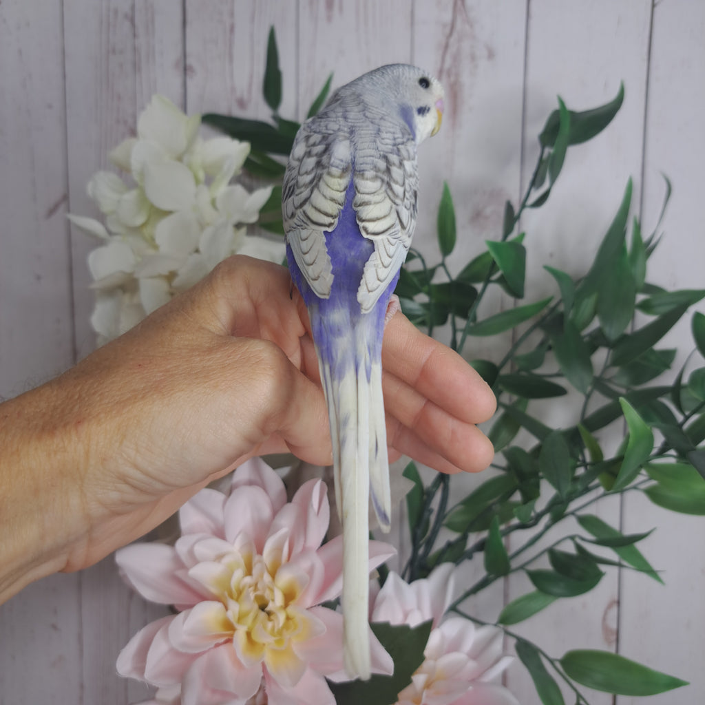 Budgie- Ring ID: N5215- DEPOSIT TAKEN