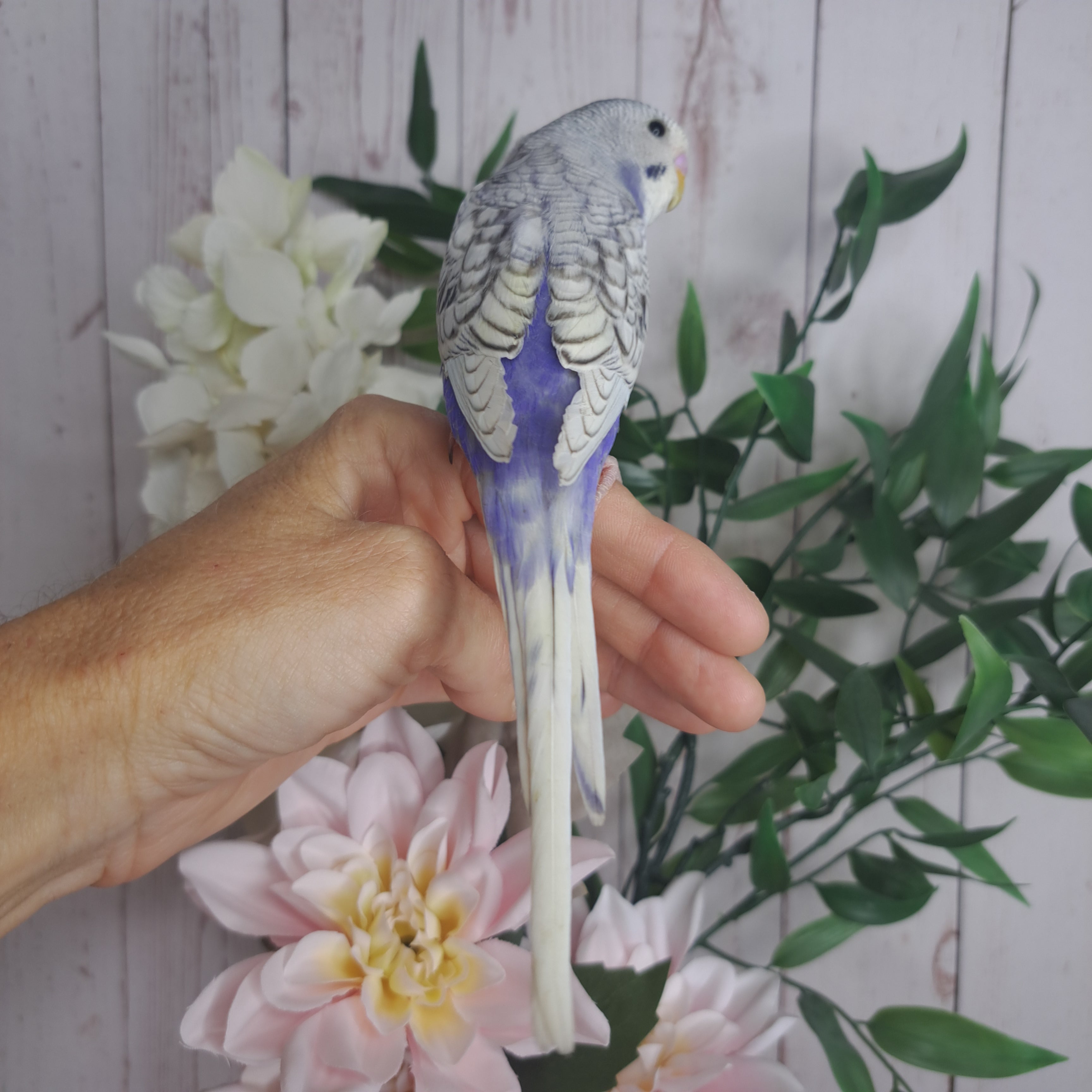 Budgie- Ring ID: N5215- DEPOSIT TAKEN