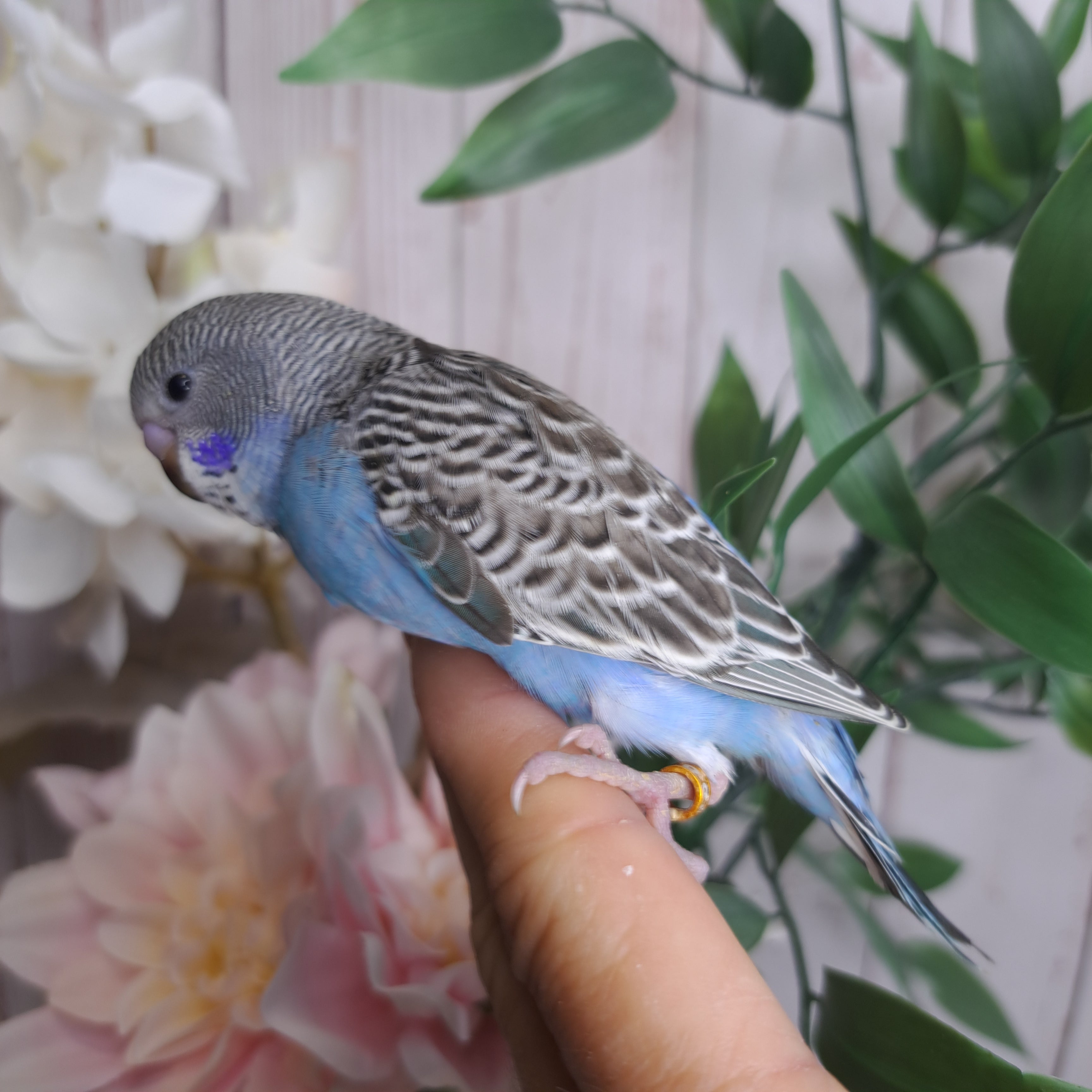 Budgie- Ring ID: P9919- DEPOSIT TAKEN