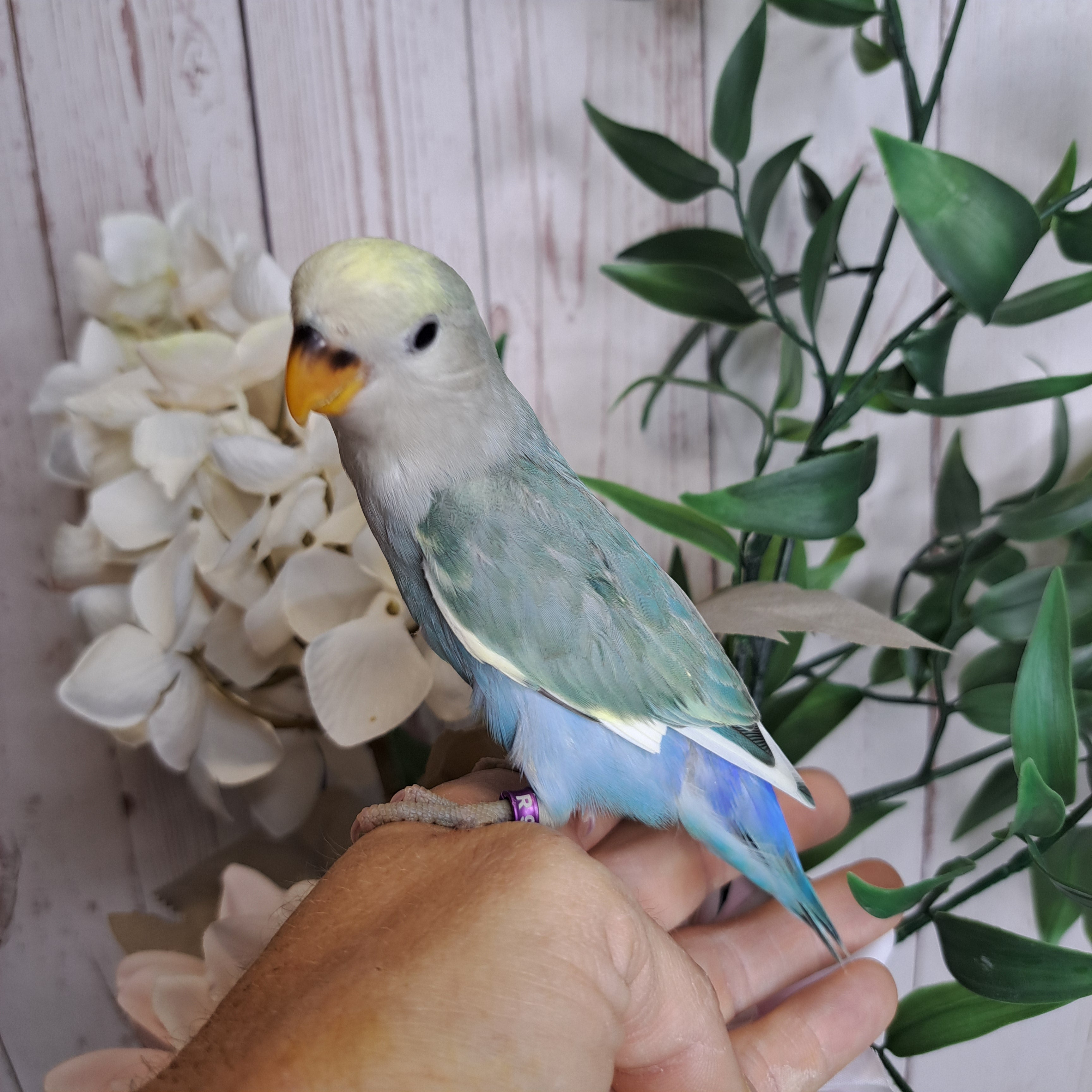 Lovebird- Ring ID: R9119