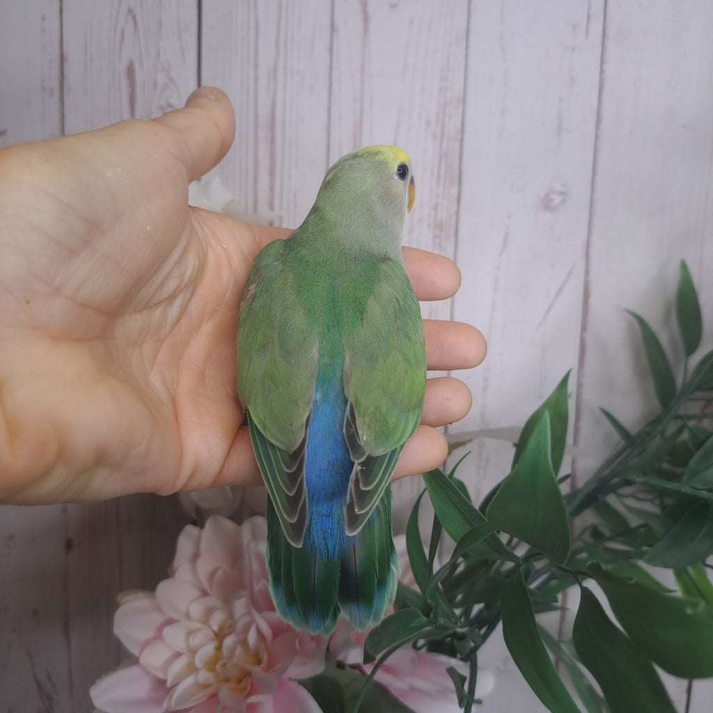 Lovebird- Ring ID: Z1722