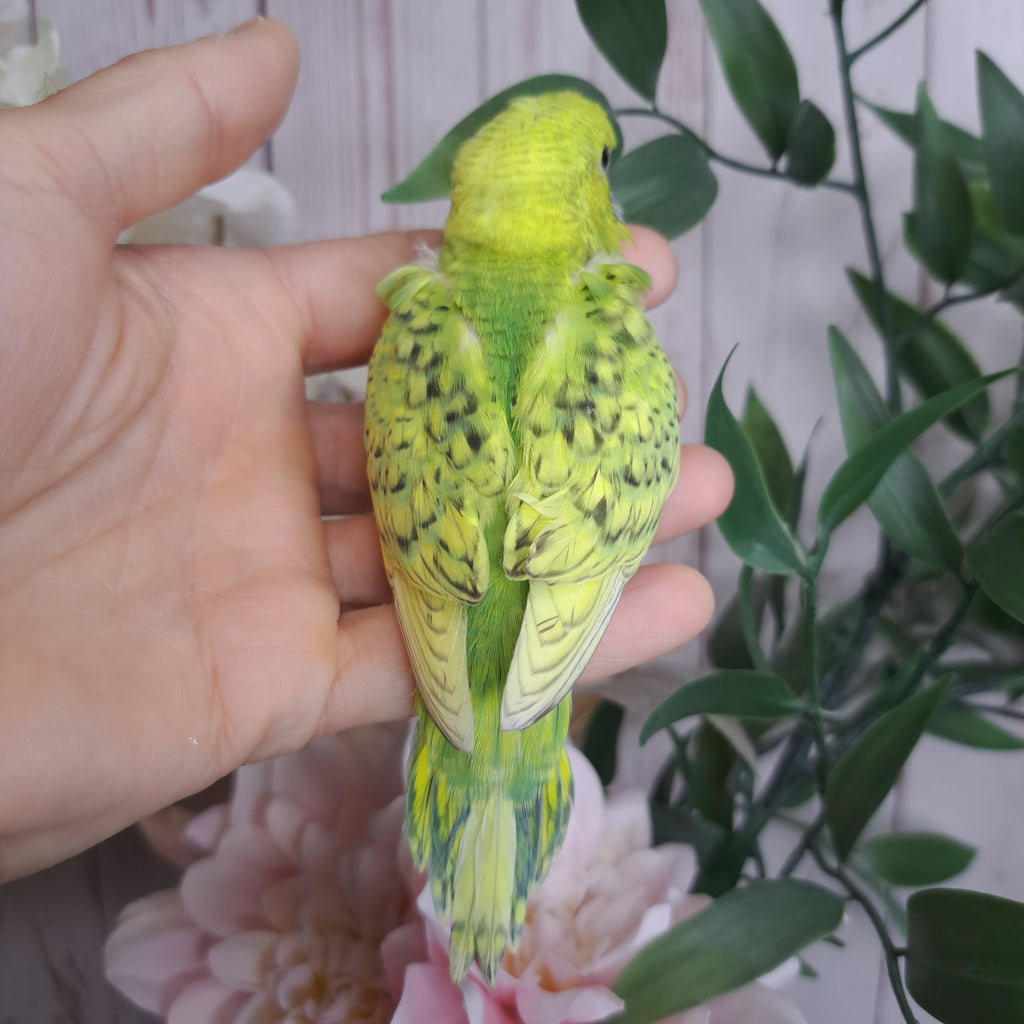Budgie- Ring ID: Z2756