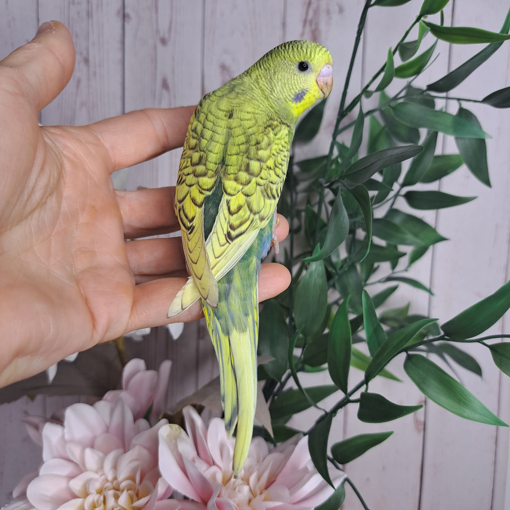Budgie- Ring ID: N2698