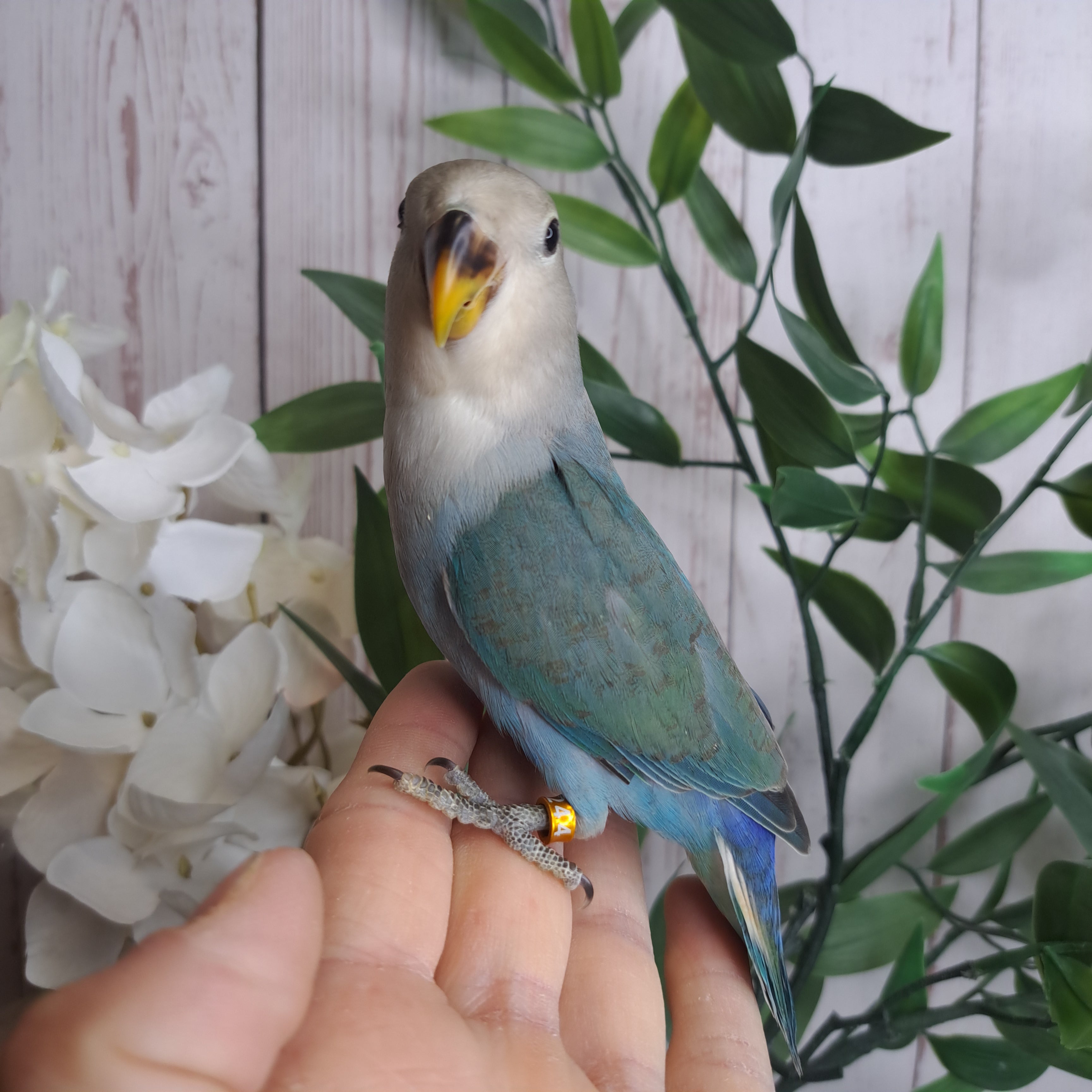Lovebird- Ring ID: W5244 - DEPOSIT TAKEN