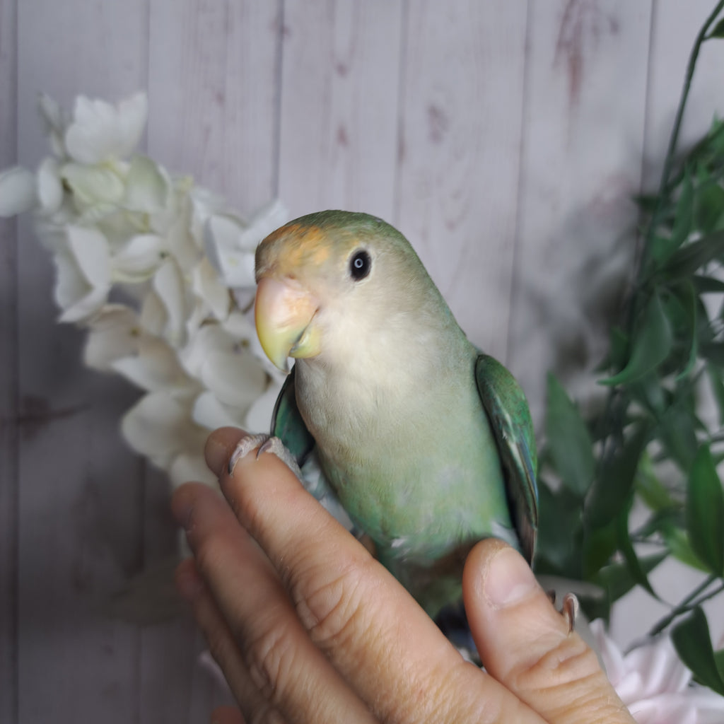 Lovebird- Ring ID: R6151