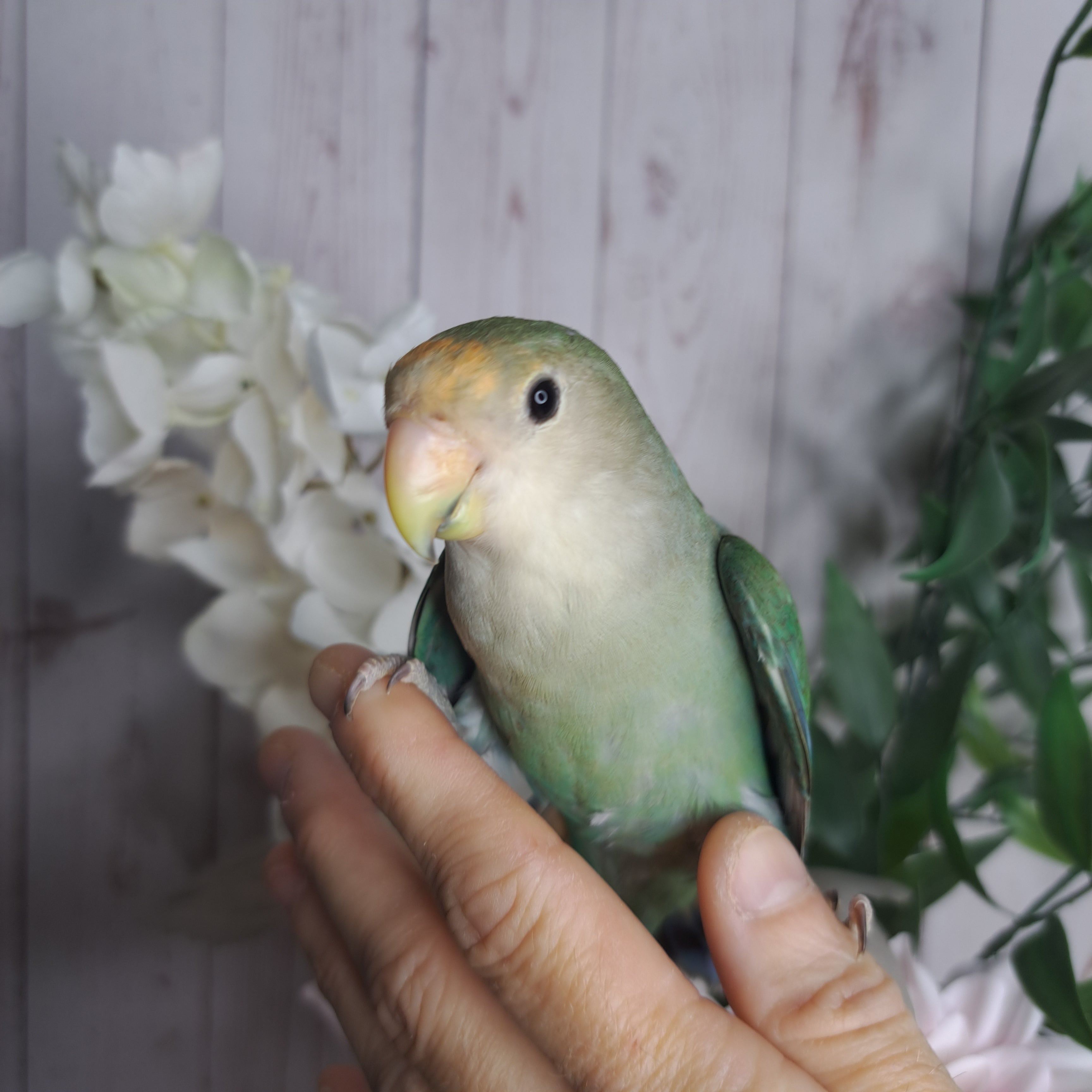 Lovebird- Ring ID: R6151
