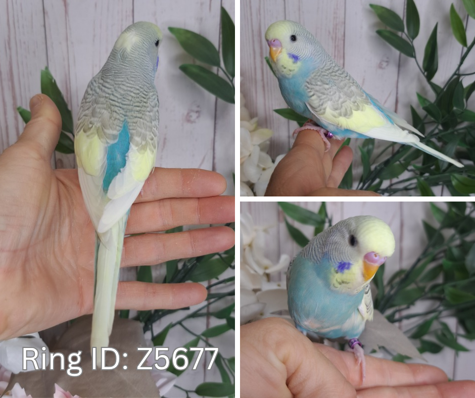 Budgie- Ring ID: Z5677- DEPOSIT TAKEN