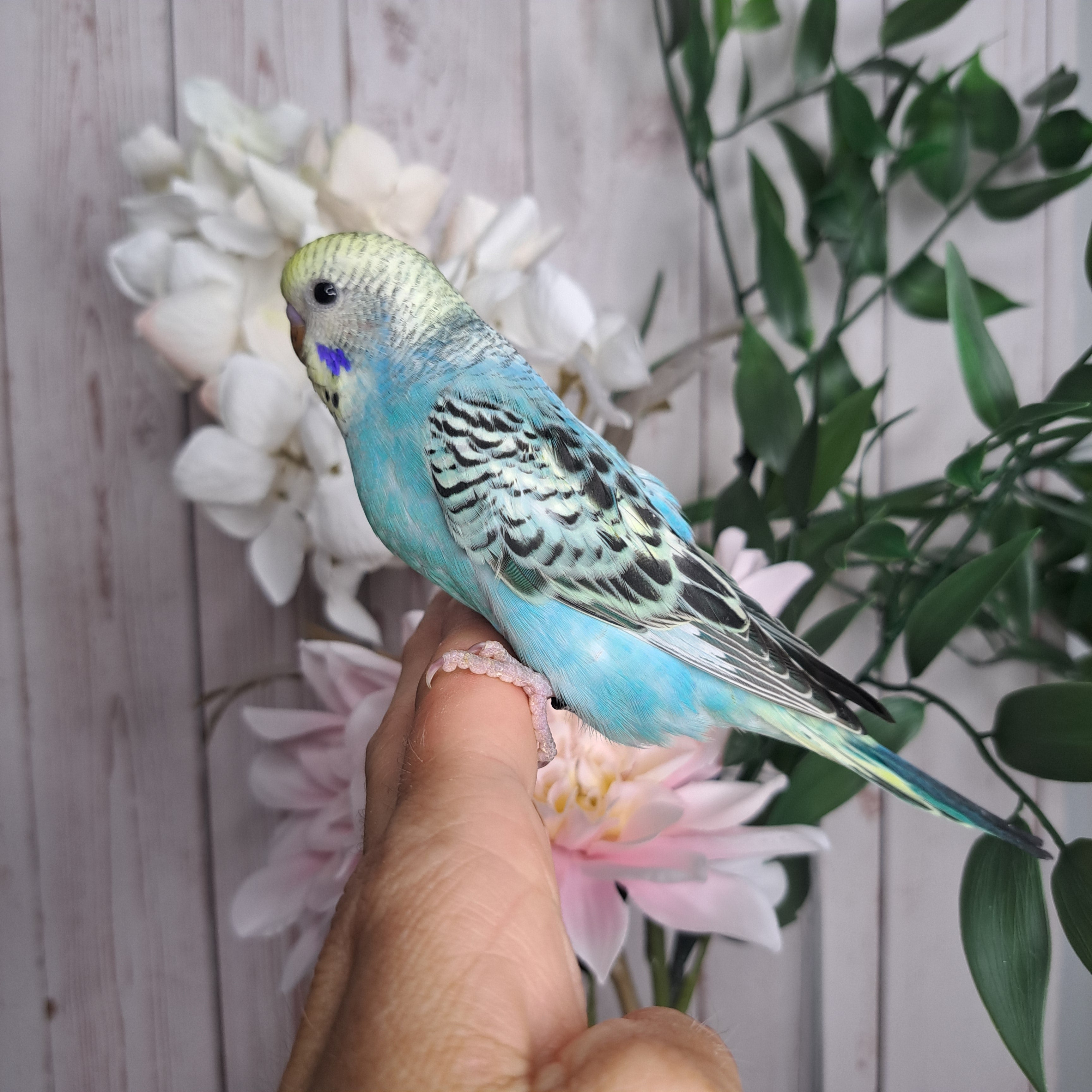 Budgie- Ring ID: J0928
