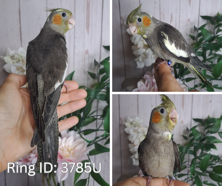 Cockatiel- Ring ID: 3785U- DEPOSIT TAKEN