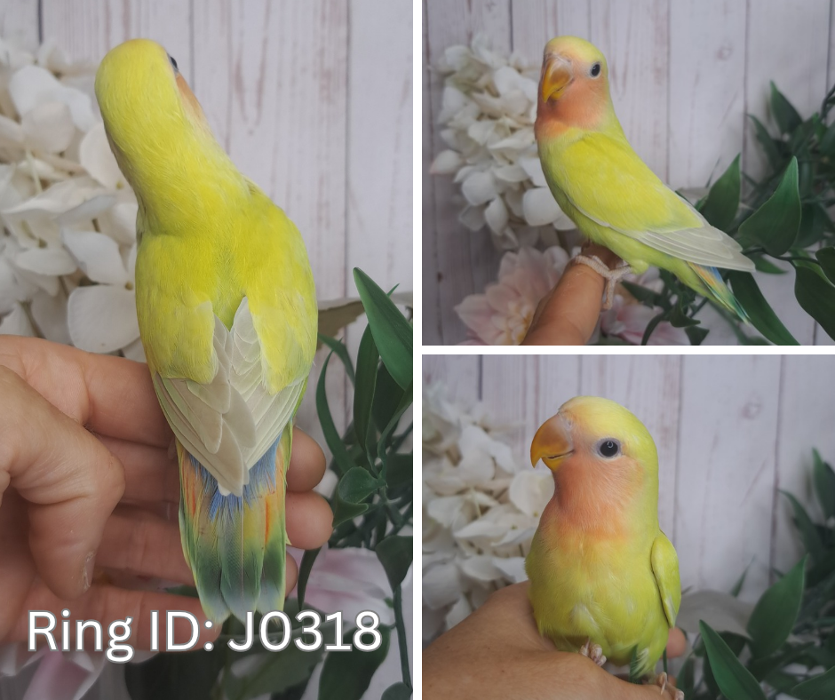 Lovebird- Ring ID: J0318