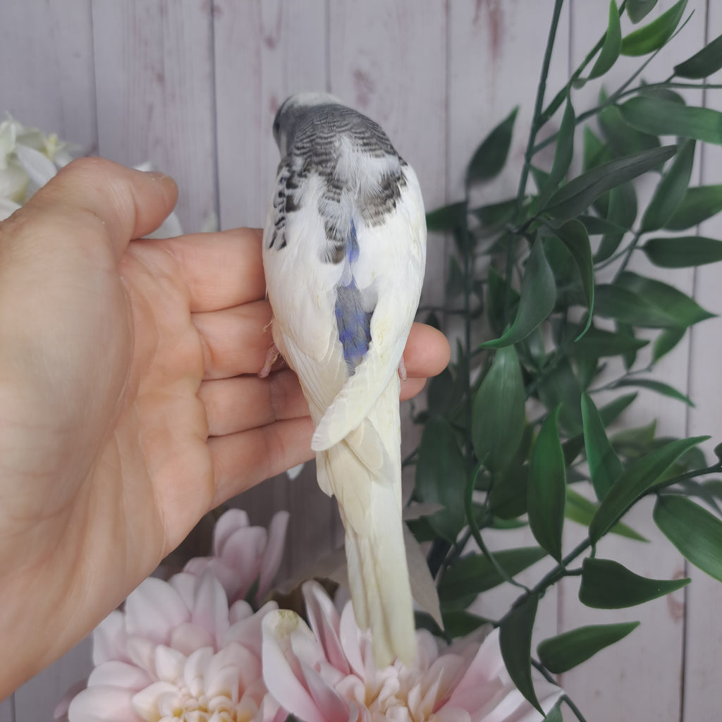 Budgie- Ring ID: Z6827- DEPOSIT TAKEN