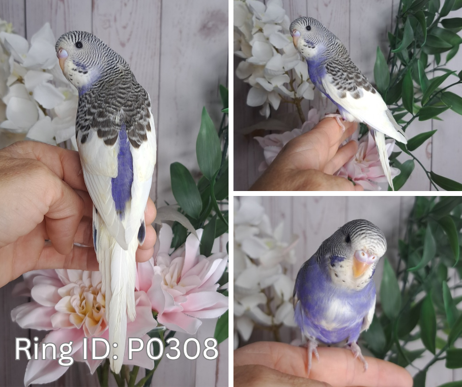 Budgie- Ring ID: P0308