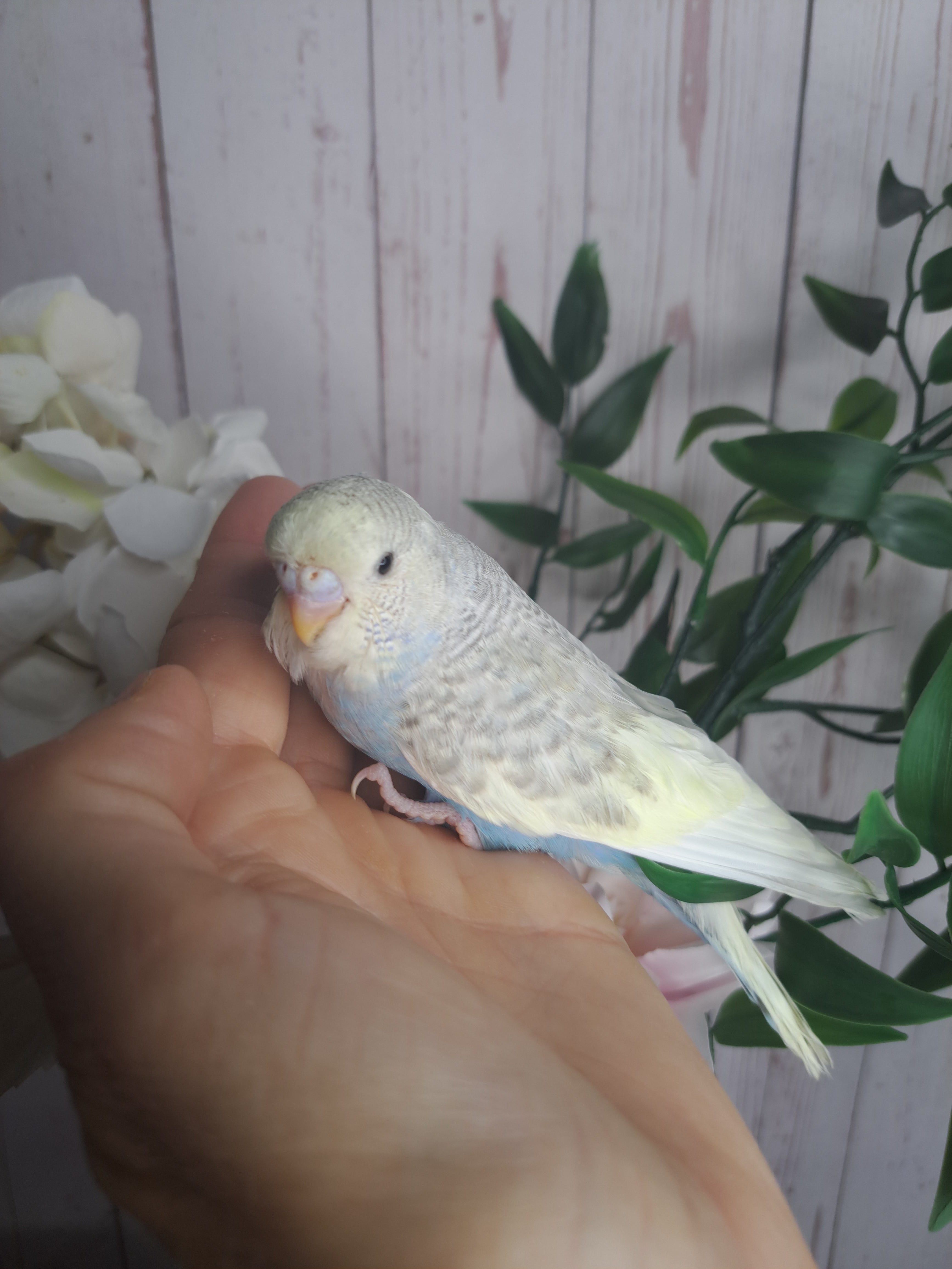 Budgie- Ring ID: U0680- DEPOSIT TAKEN