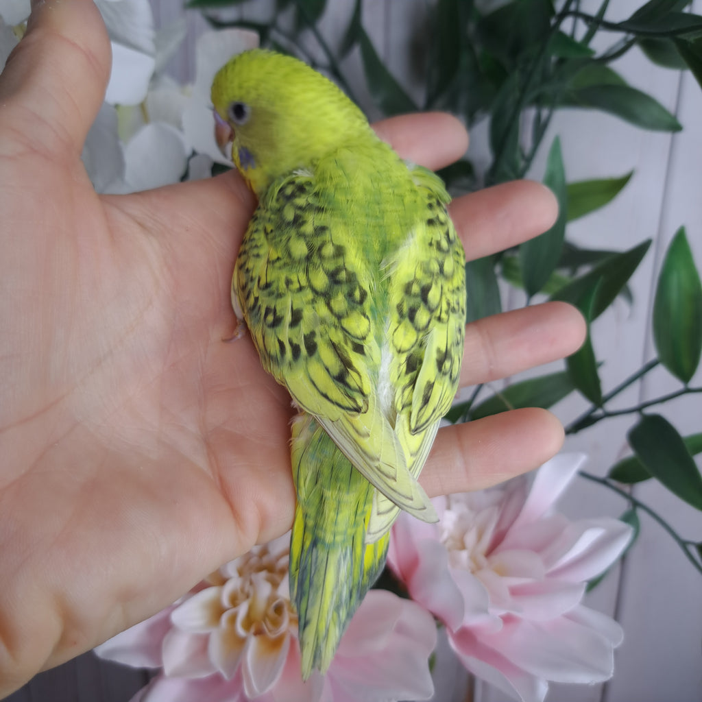 Budgie- Ring ID: N8804