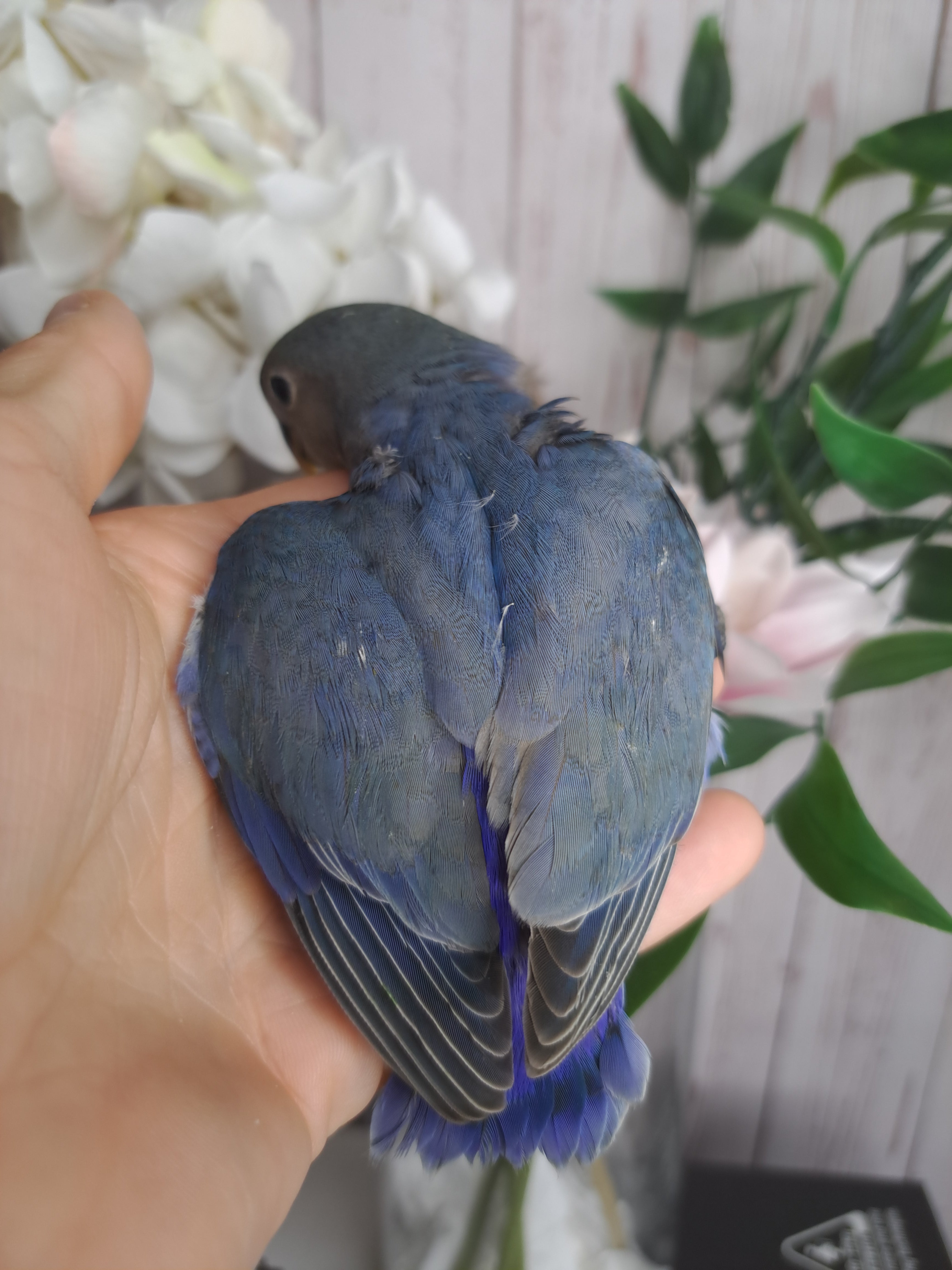 Lovebird- Ring ID: S7573