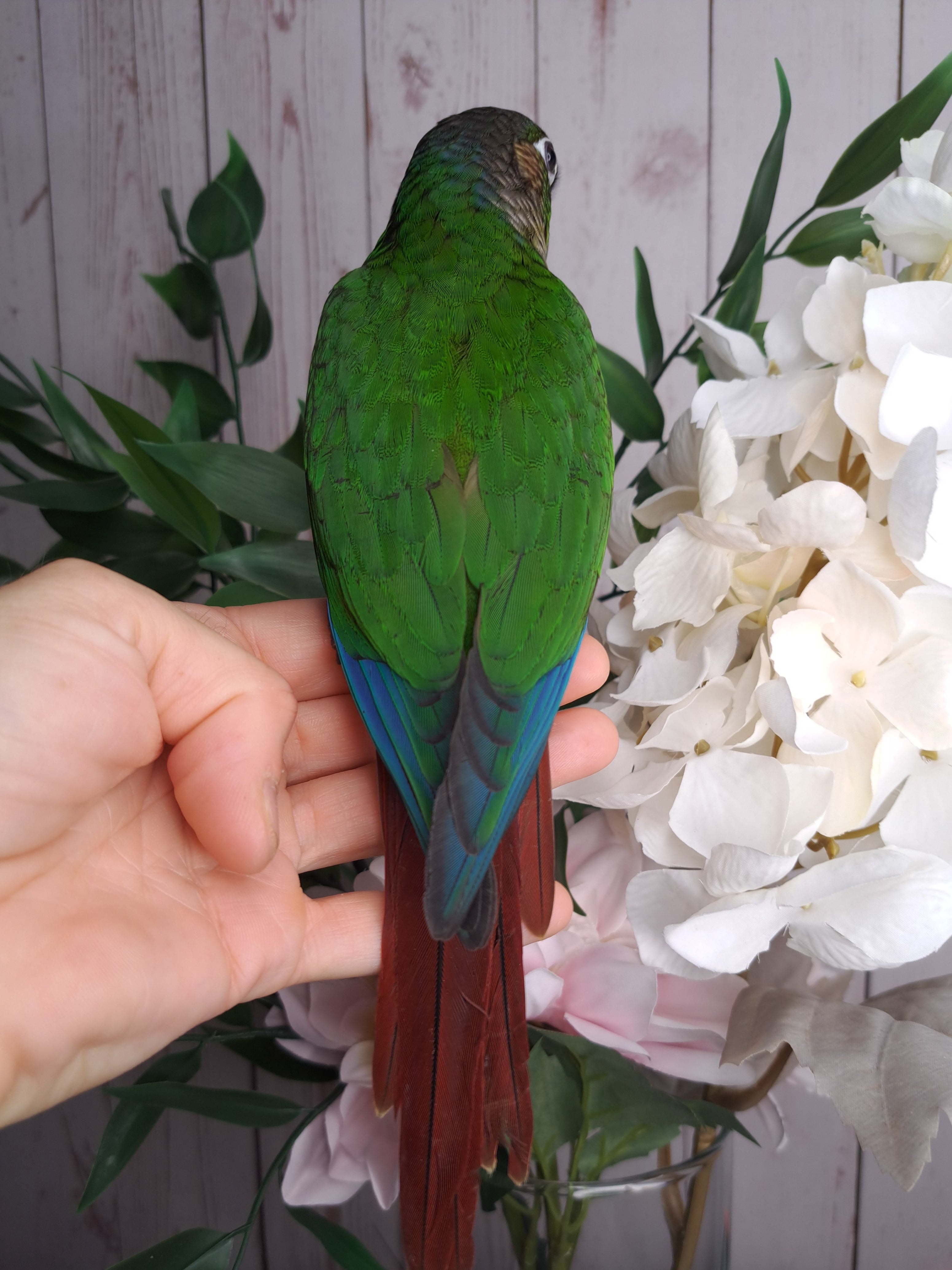 Green Cheek Conure- Ring ID: 337