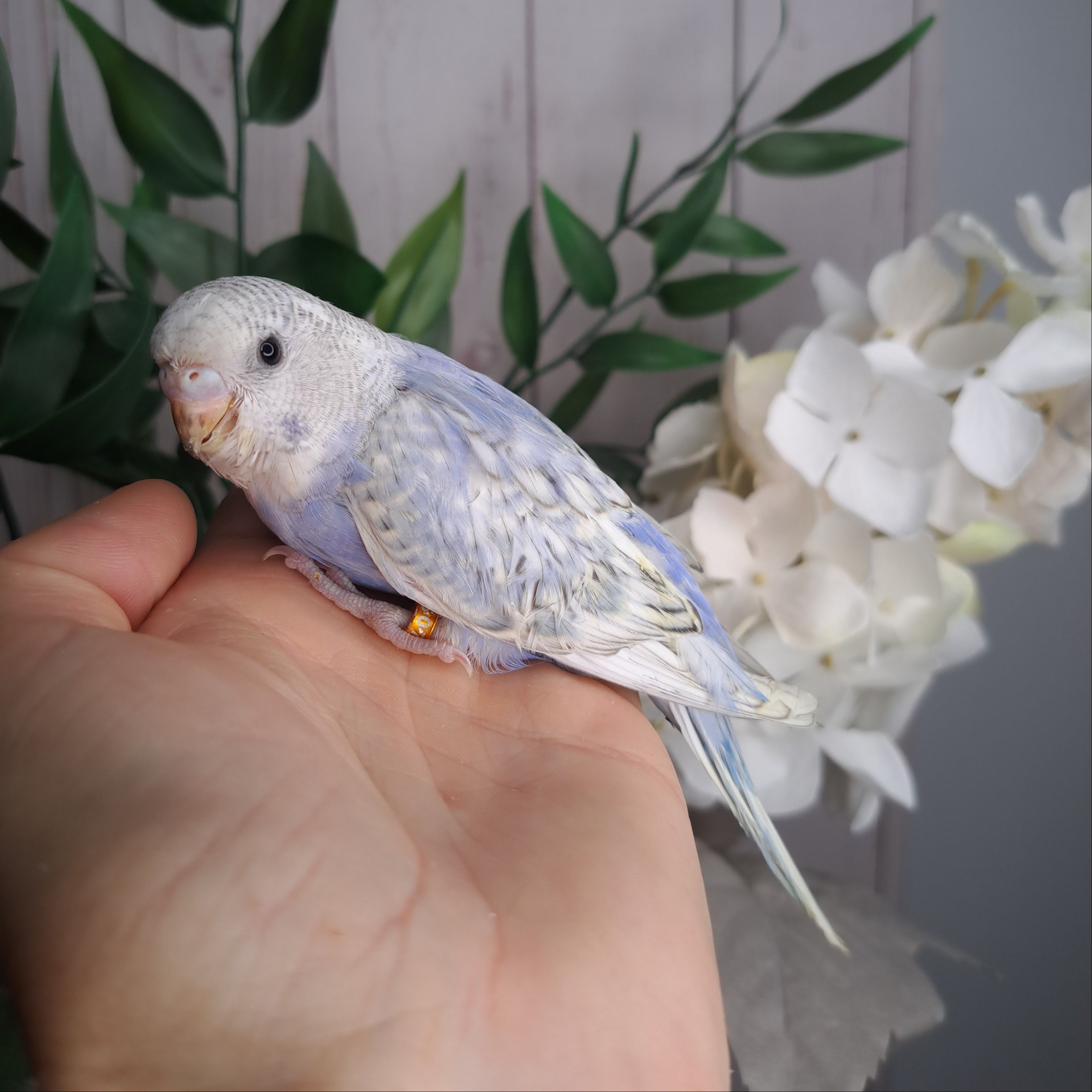 Budgie- Ring ID: G2507