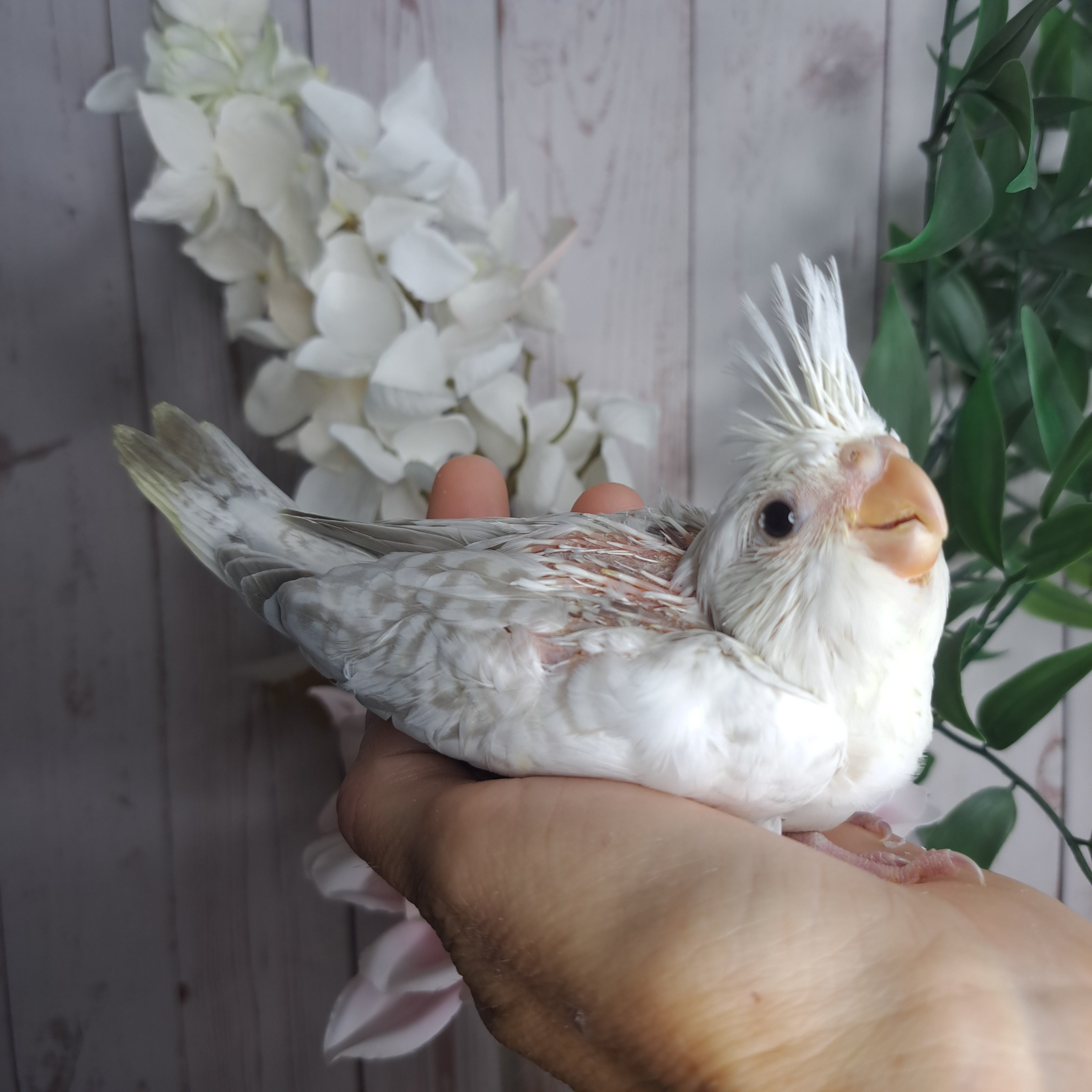 Cockatiel- Ring ID: A672