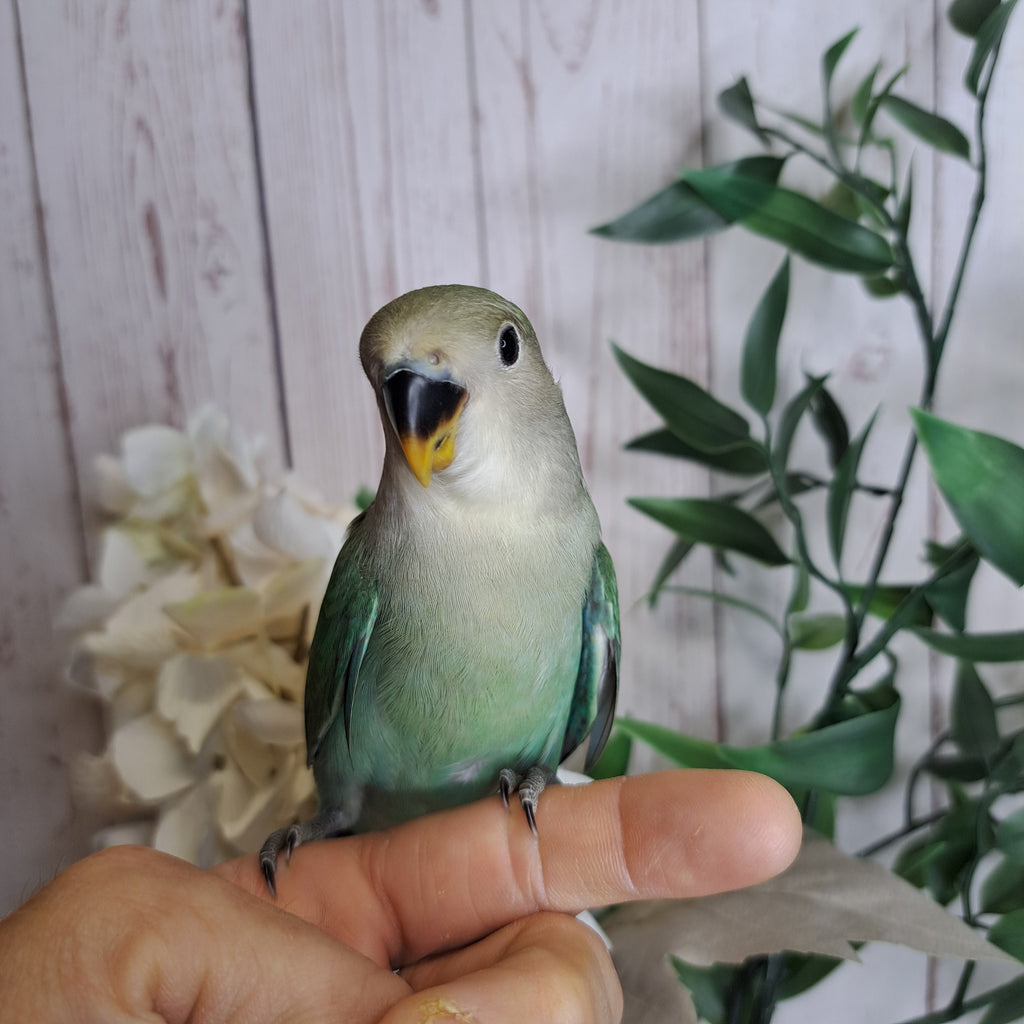 Lovebird- Ring ID: R6151