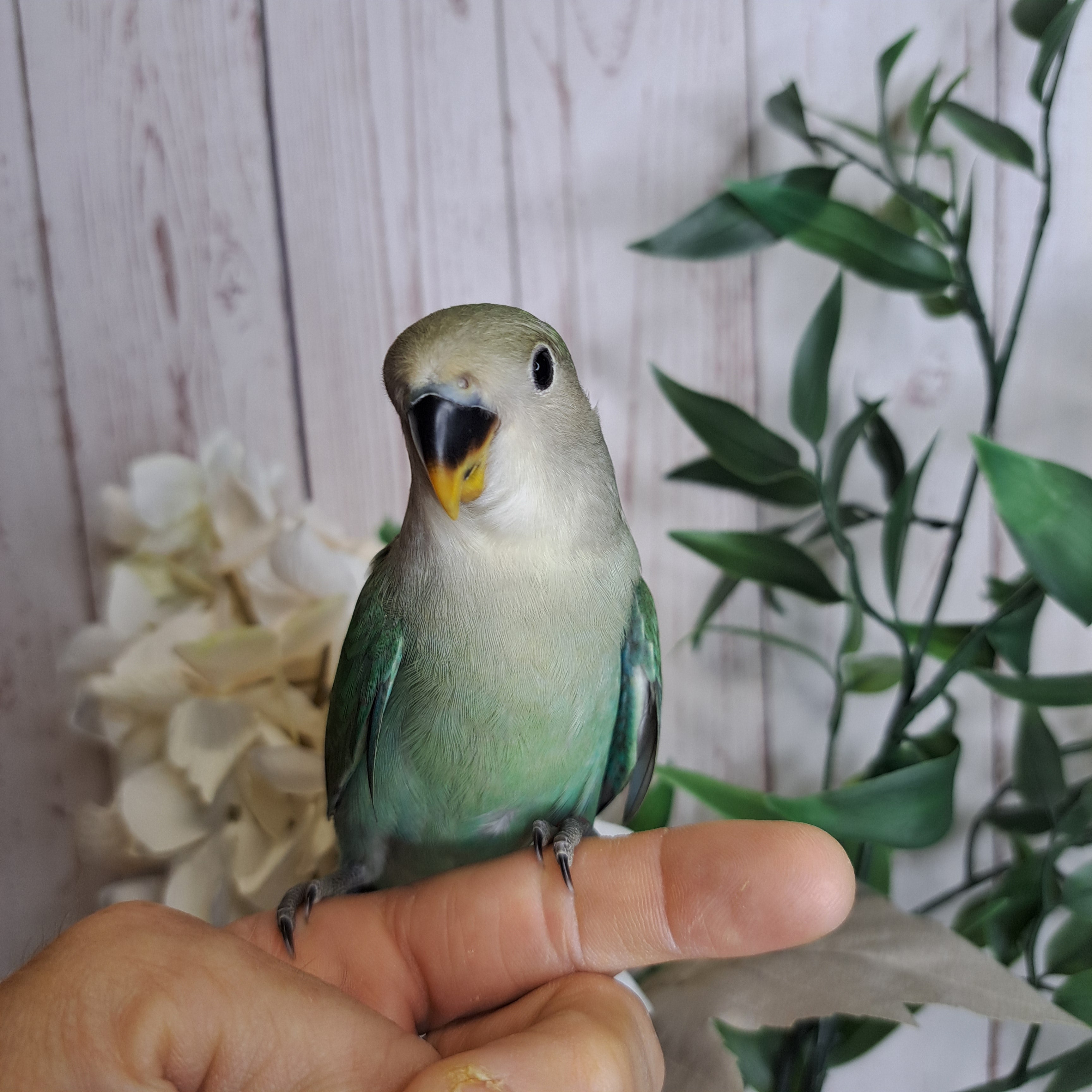 Lovebird- Ring ID: R6151