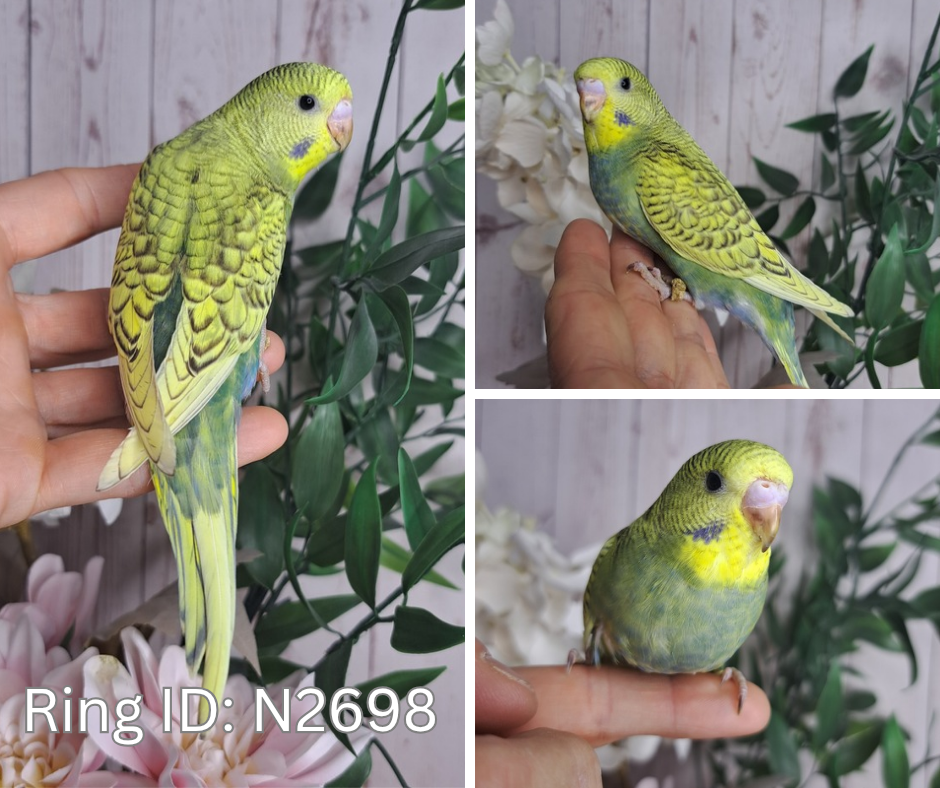 Budgie- Ring ID: N2698