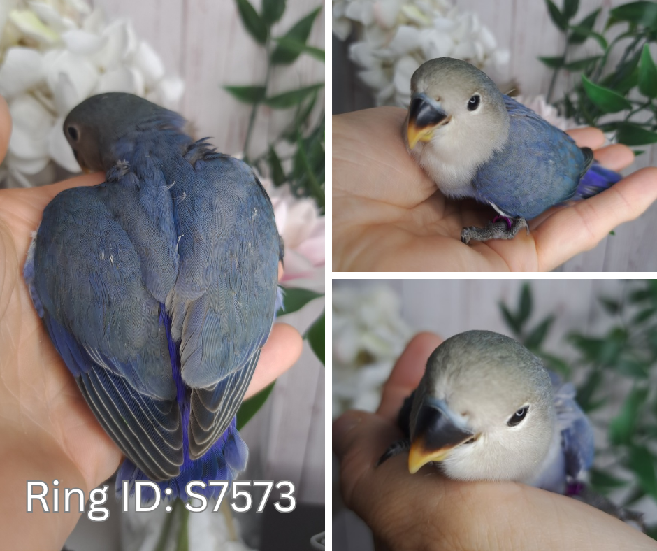 Lovebird- Ring ID: S7573