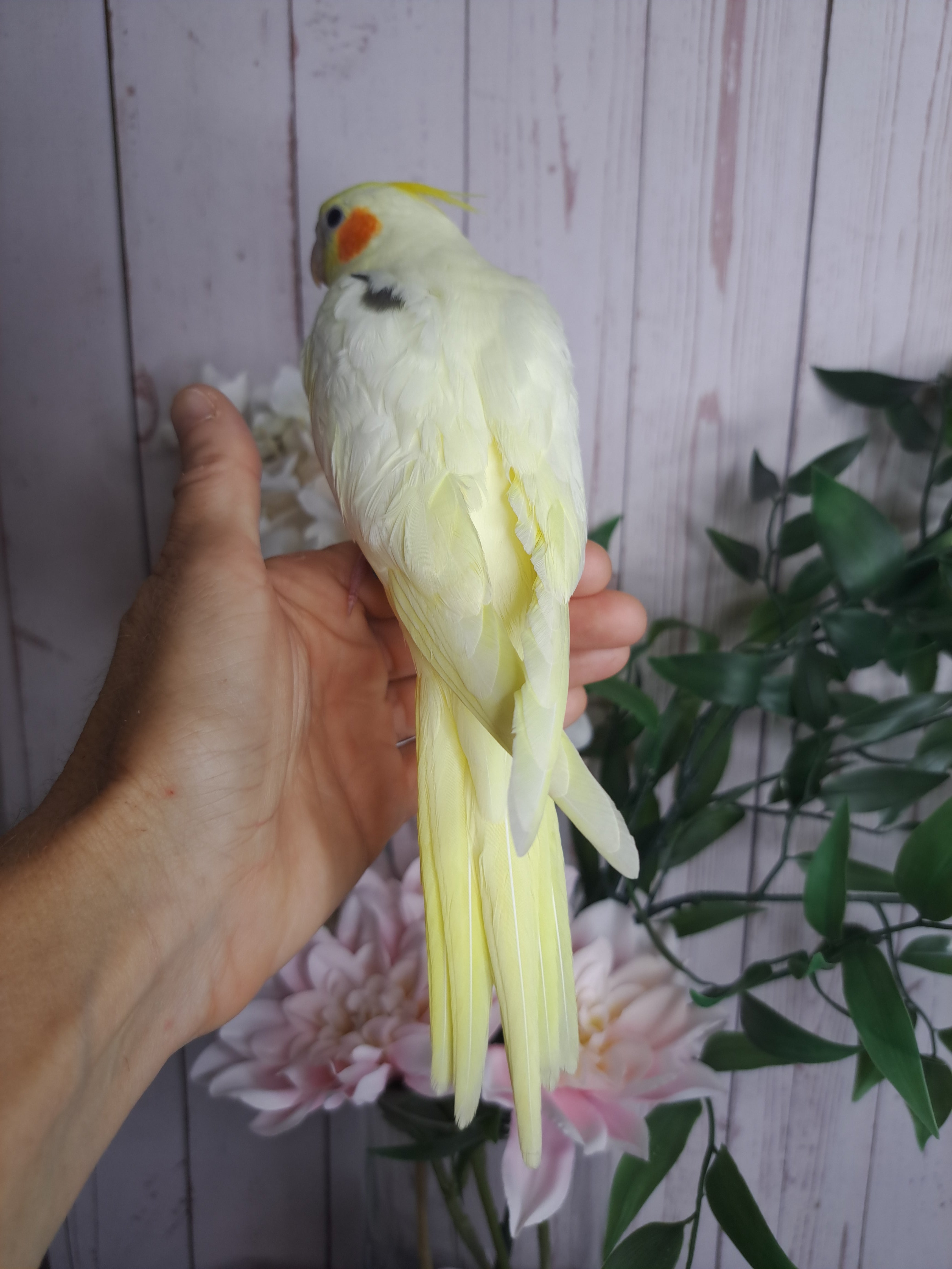 Cockatiel- Ring ID: F8416- DEPOSIT TAKEN