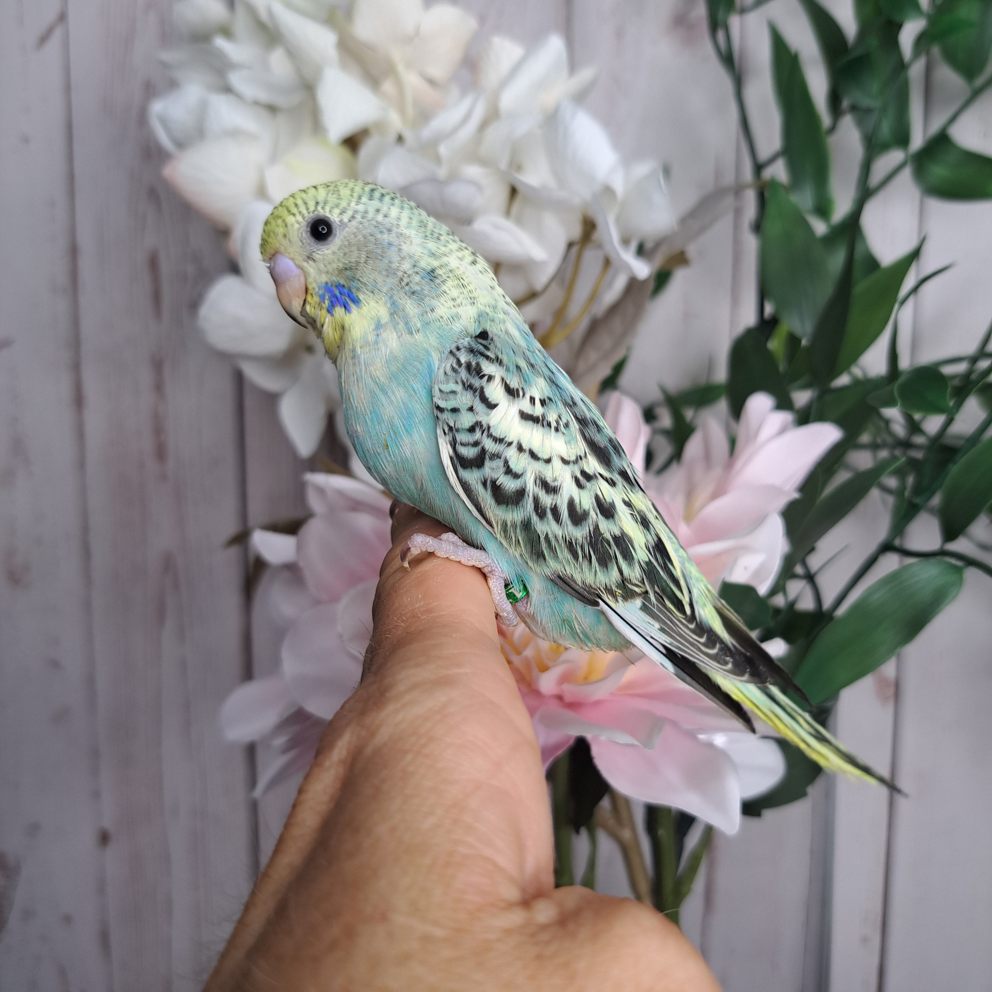 Budgie- Ring ID: K1752