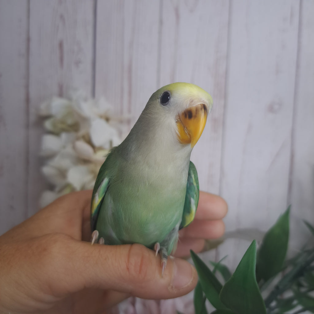 Lovebird- Ring ID: Z1722
