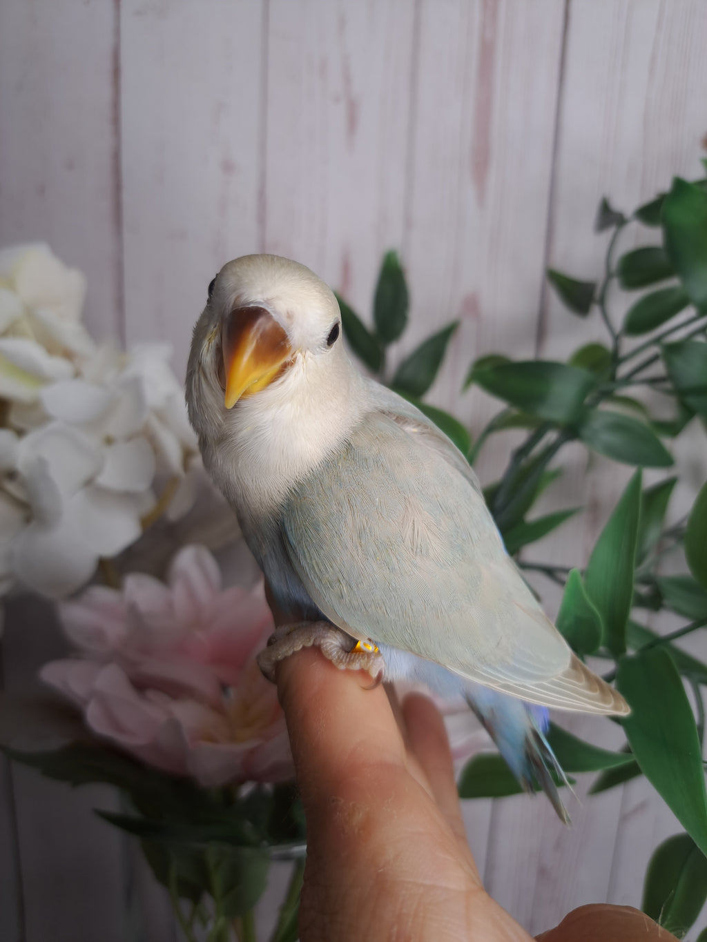 Lovebird- Ring ID: V1890